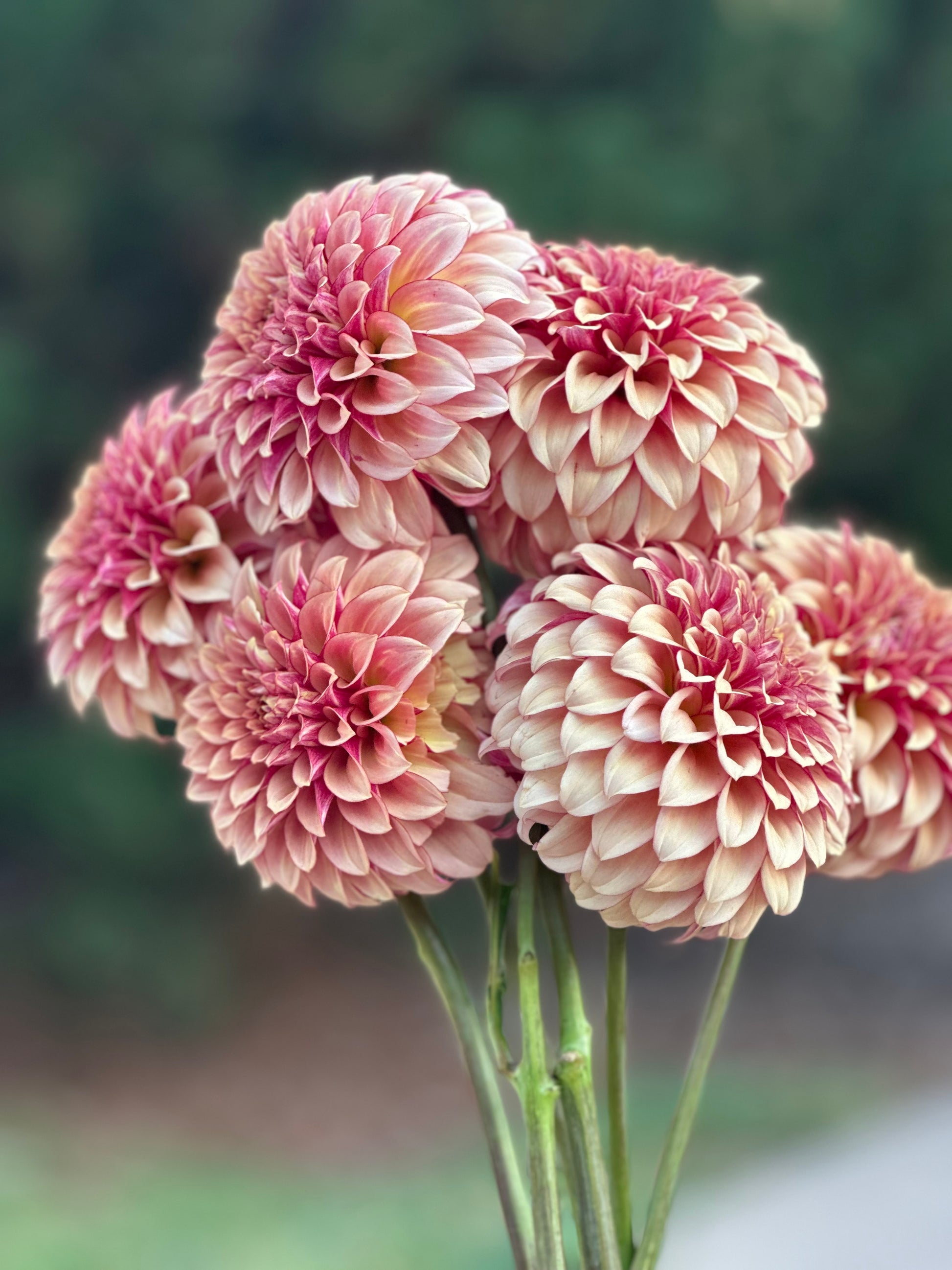 KA®’s Creme Brulee dahlia