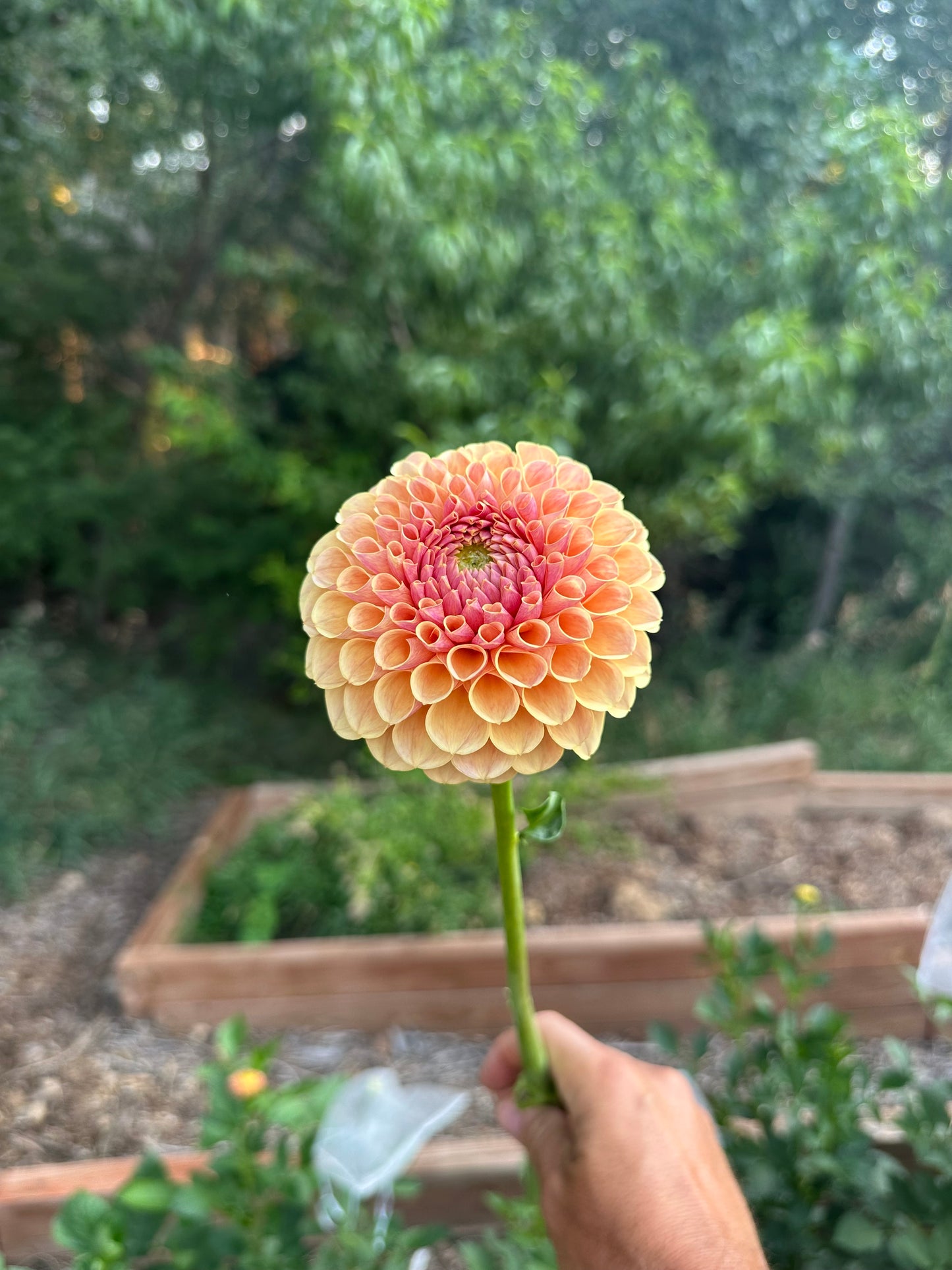 KA®’s Daybreak dahlia