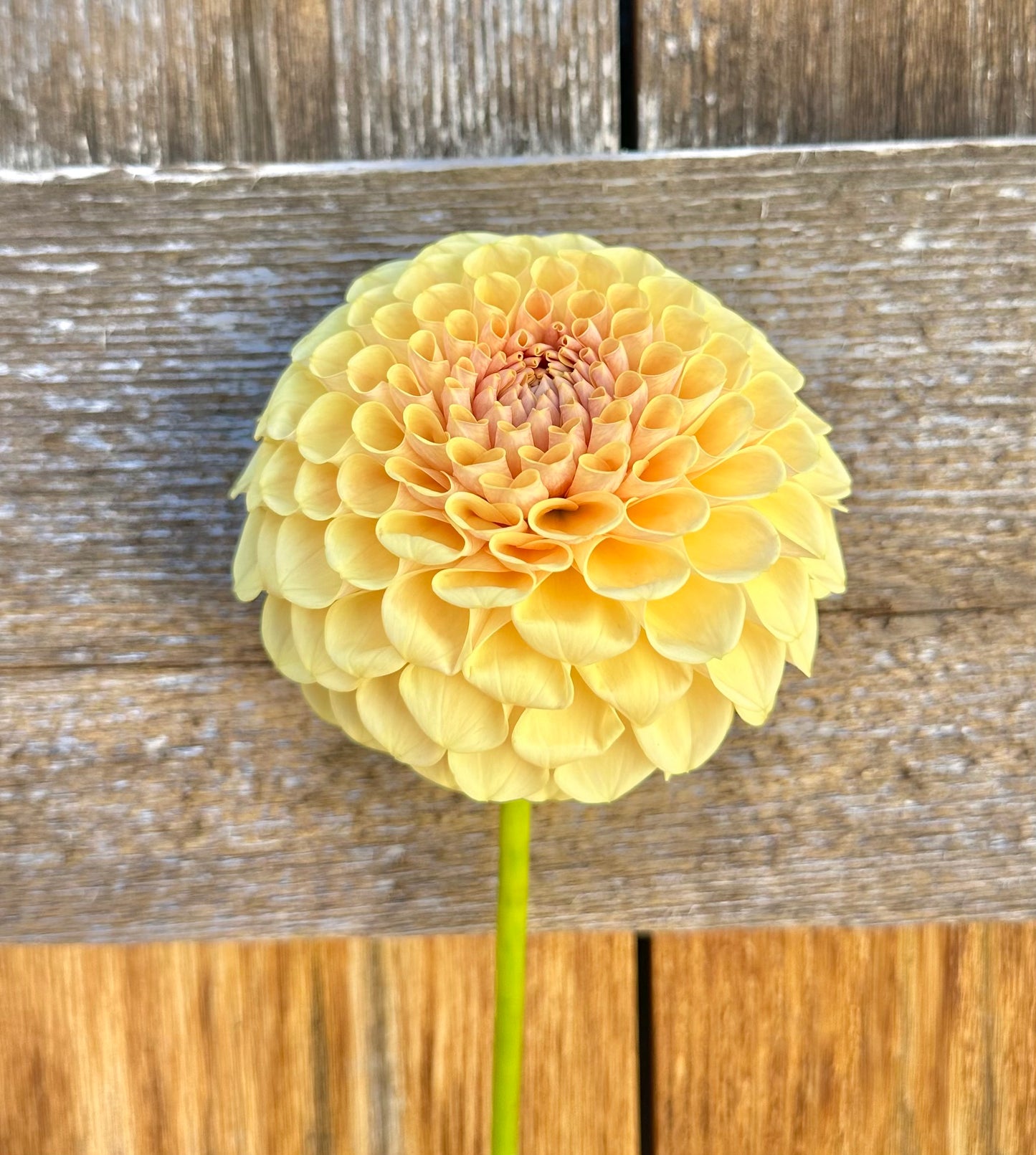 KA’s Daybreak dahlia
