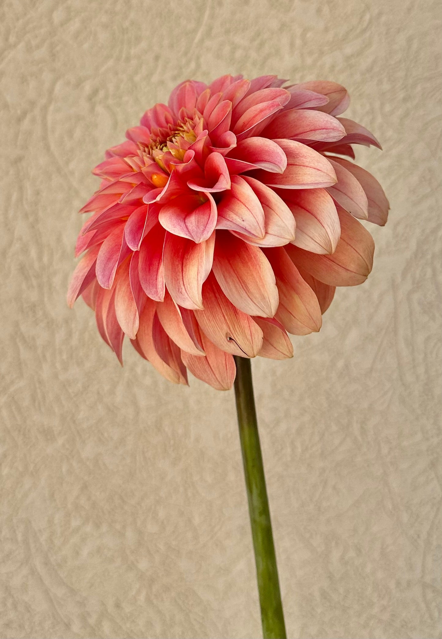 KA’s Guava dahlia