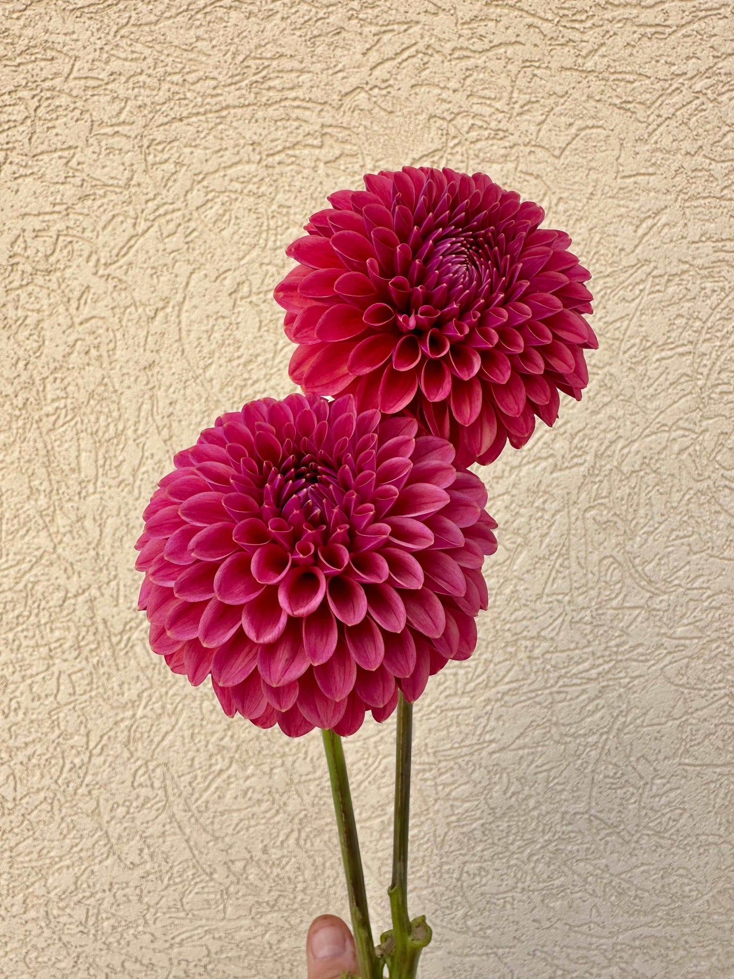 KA’s Keltie Cherry dahlia