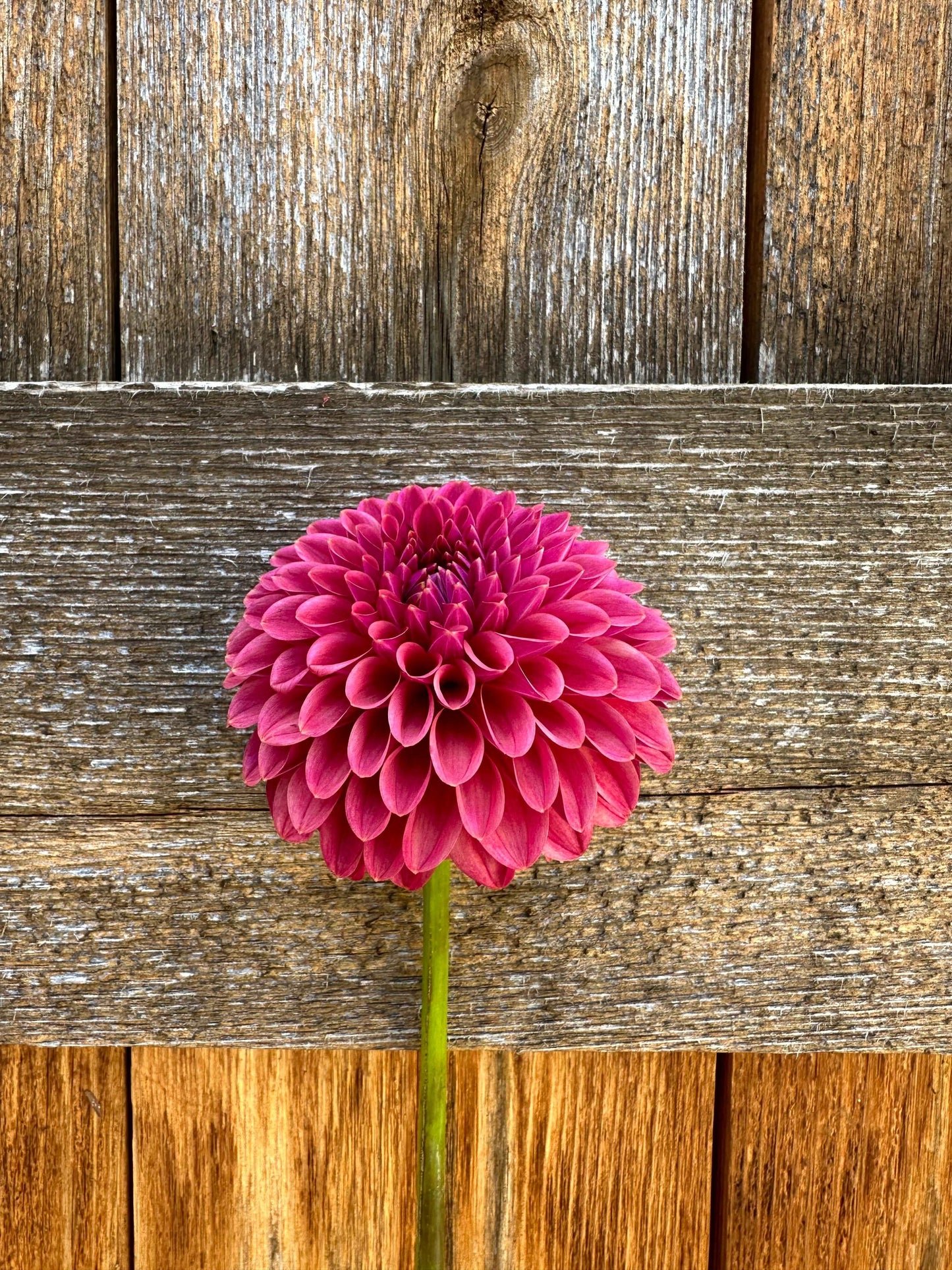 KA’s Keltie Cherry dahlia