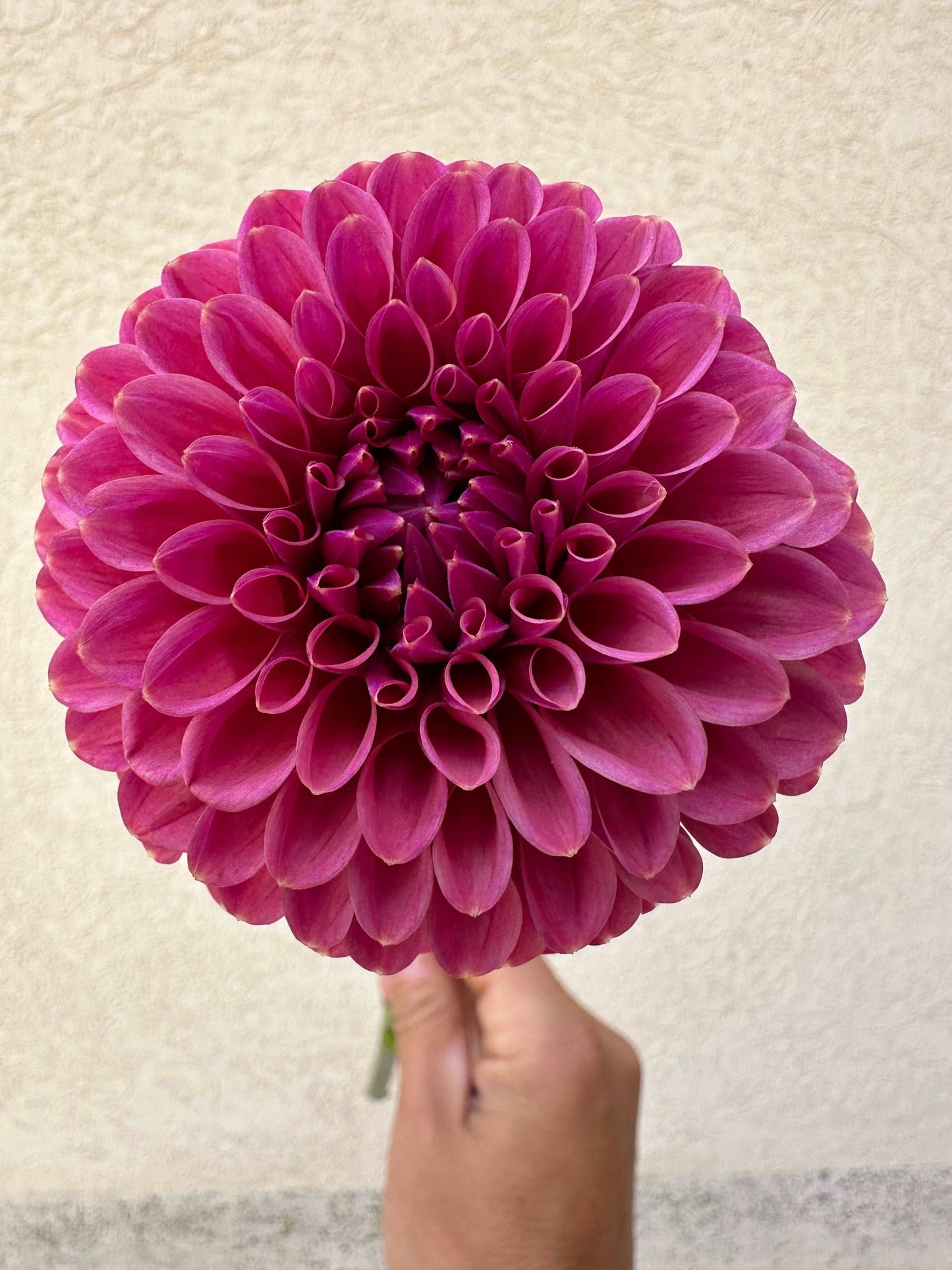 KA’s Keltie Cherry dahlia