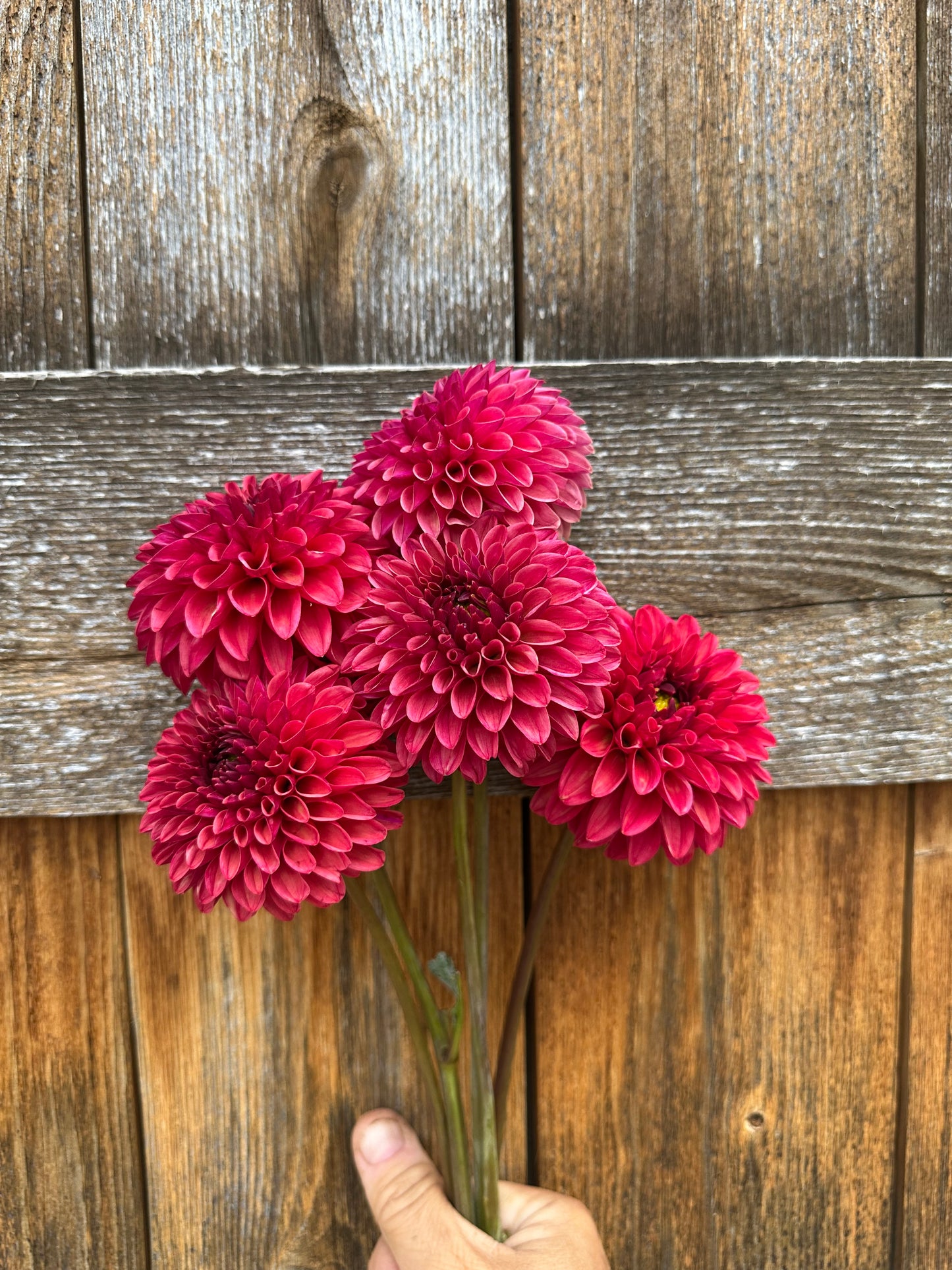 KA’s Keltie Cherry dahlia
