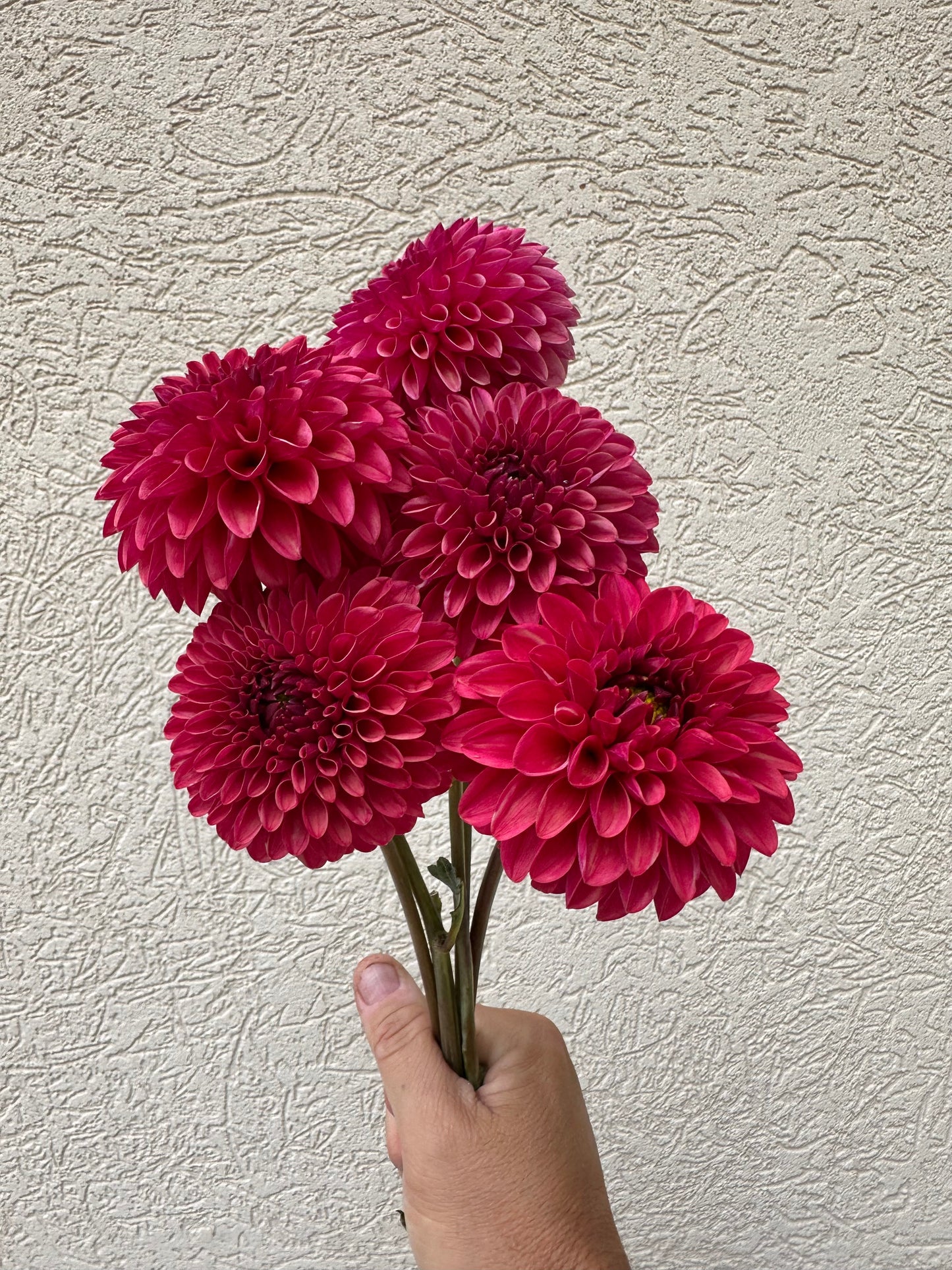 KA’s Keltie Cherry dahlia