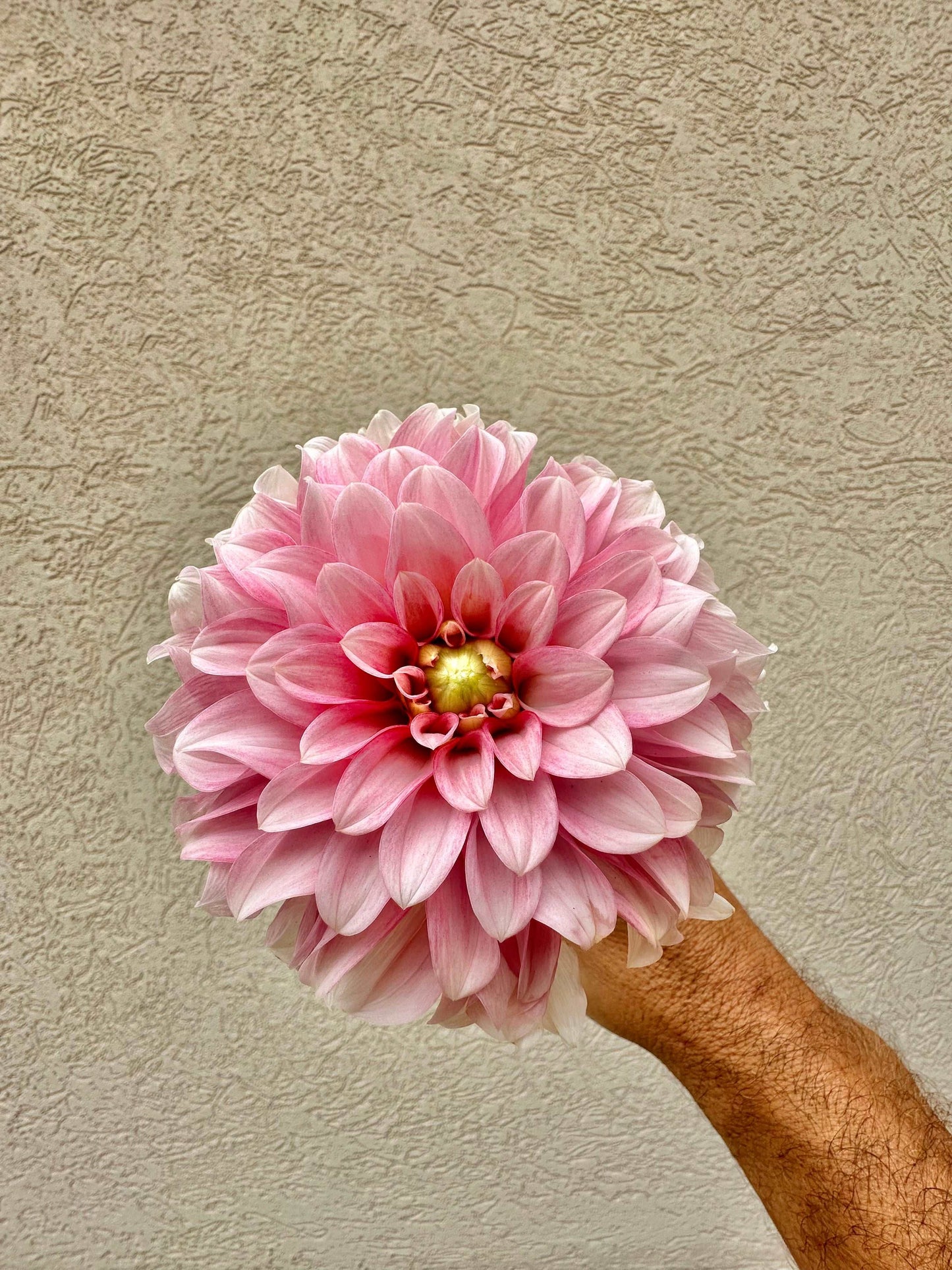 KA’s Mocha Jo dahlia