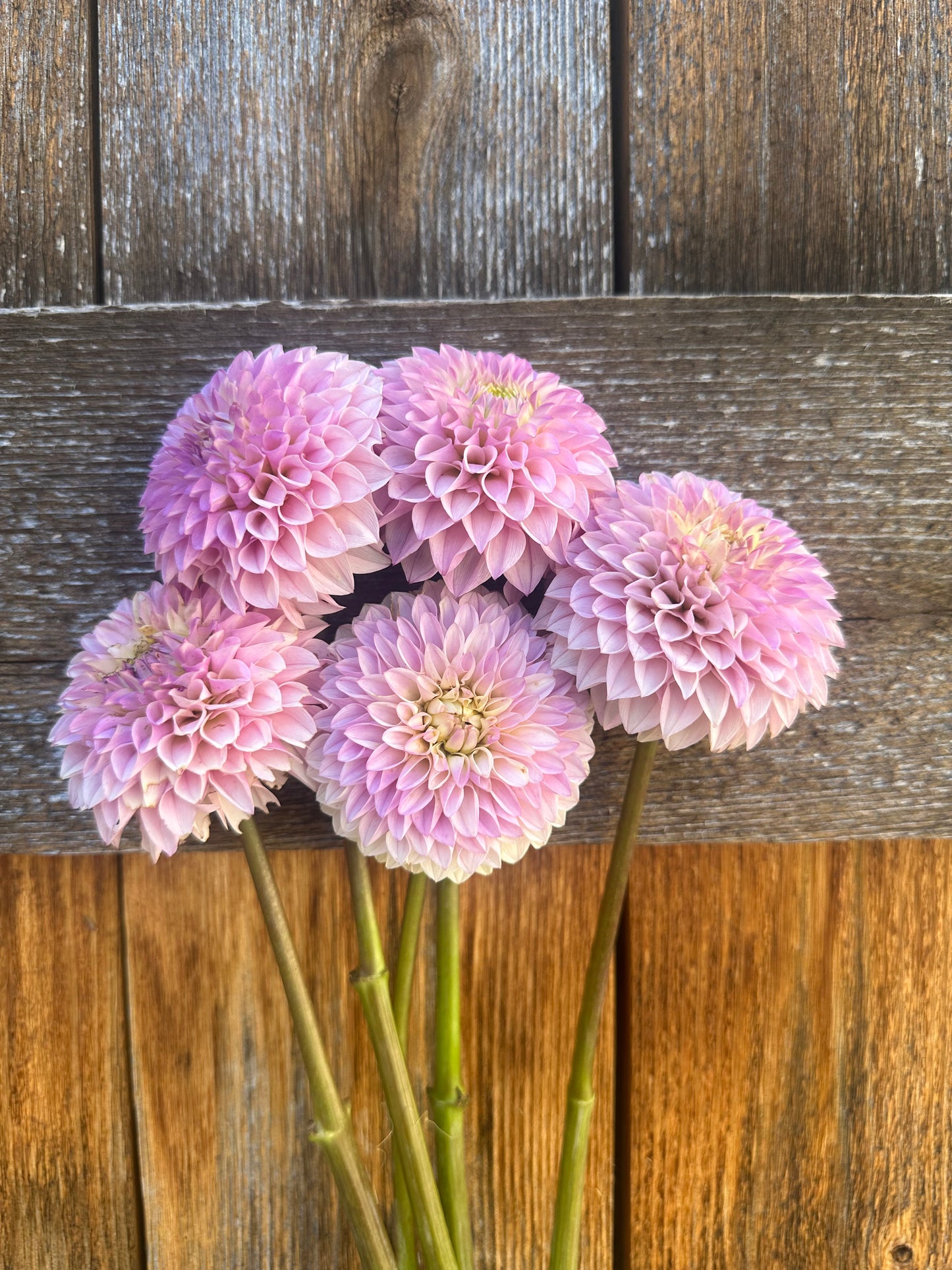 KA’s® Opal Cliffs dahlia