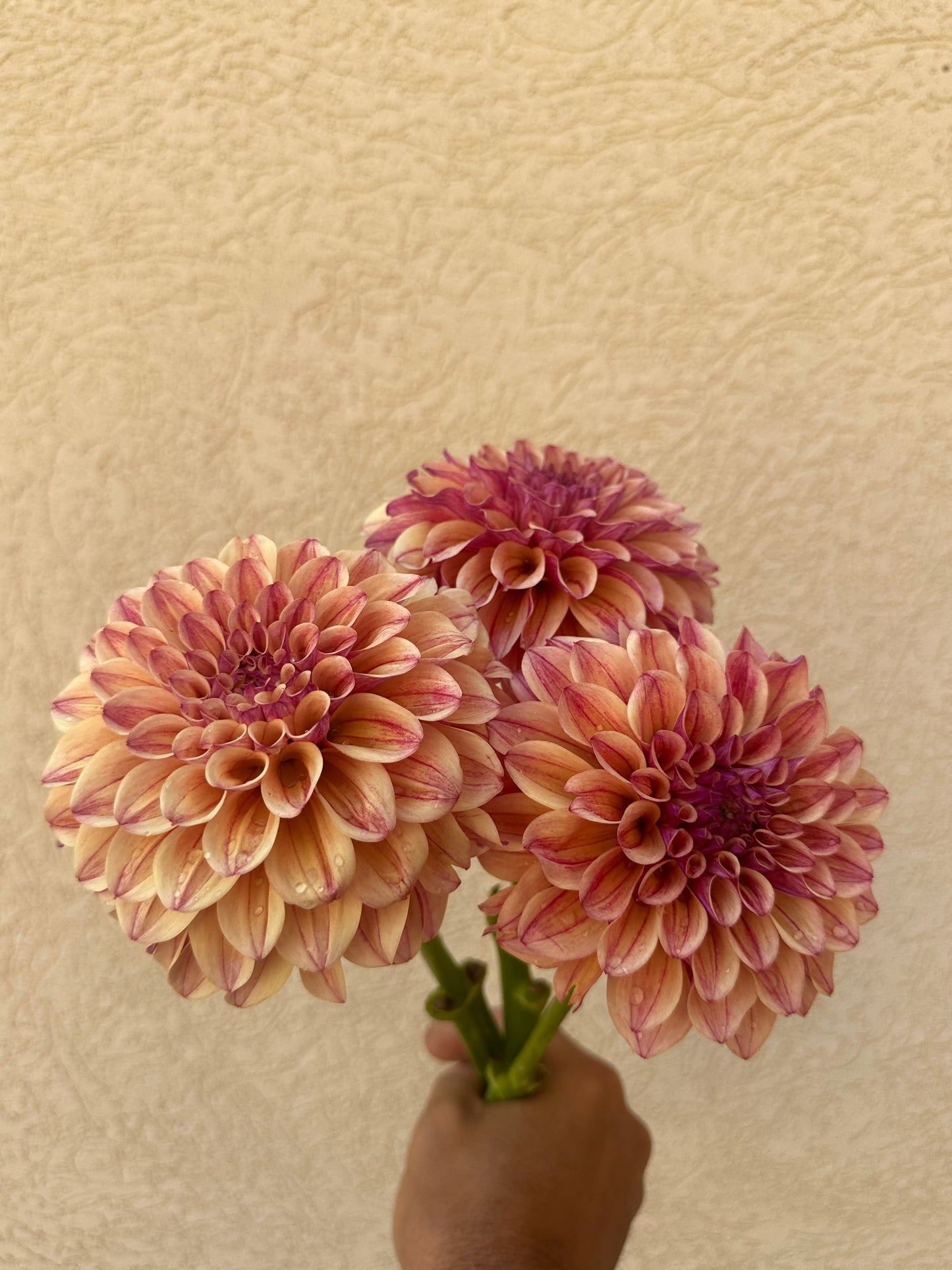 KA’s Rhubarb dahlia