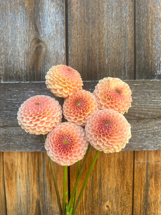 KA’s® Sicilian Summer dahlia