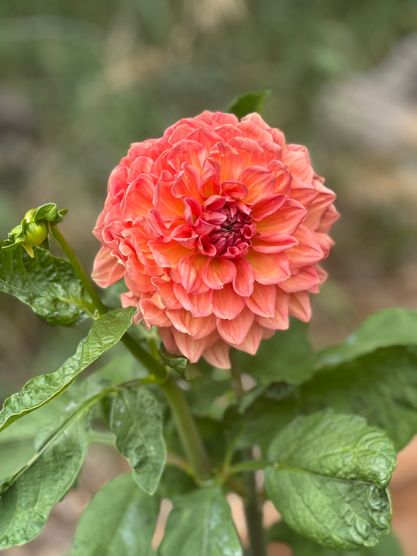 KA’s Sunny Cove dahlia