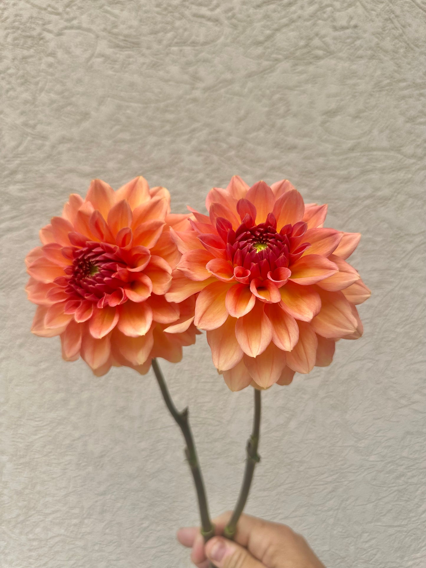 KA’s Sunny Cove dahlia