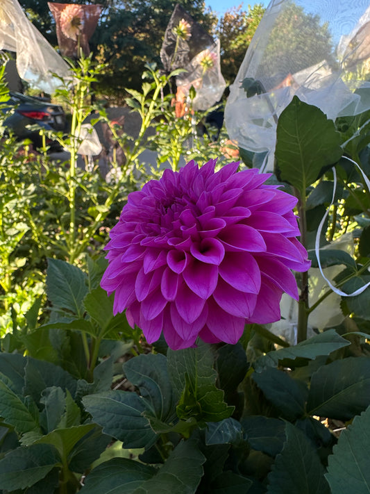 KA’s® Tiny E dahlia