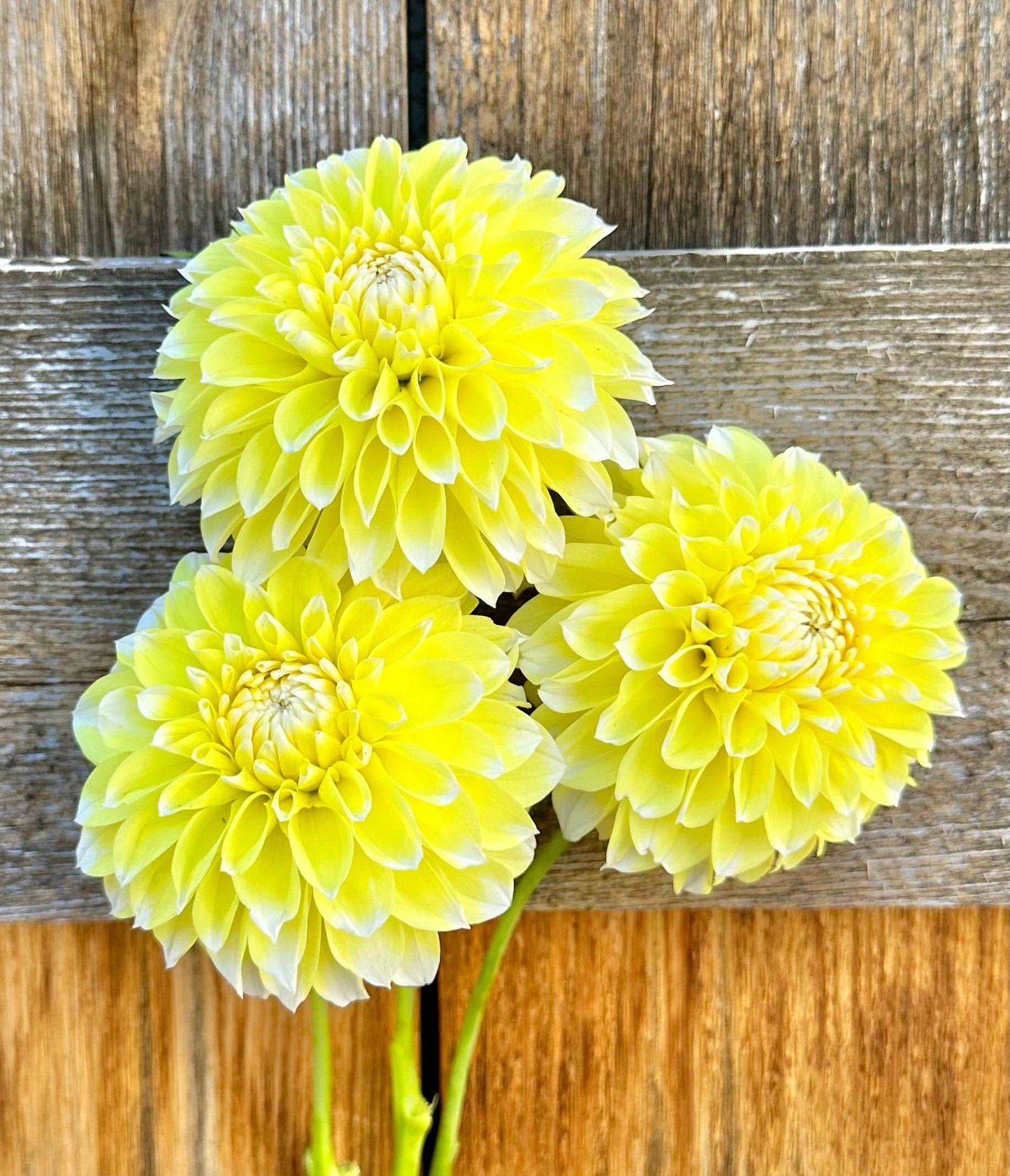 Korb Yellow Hy-Light dahlia