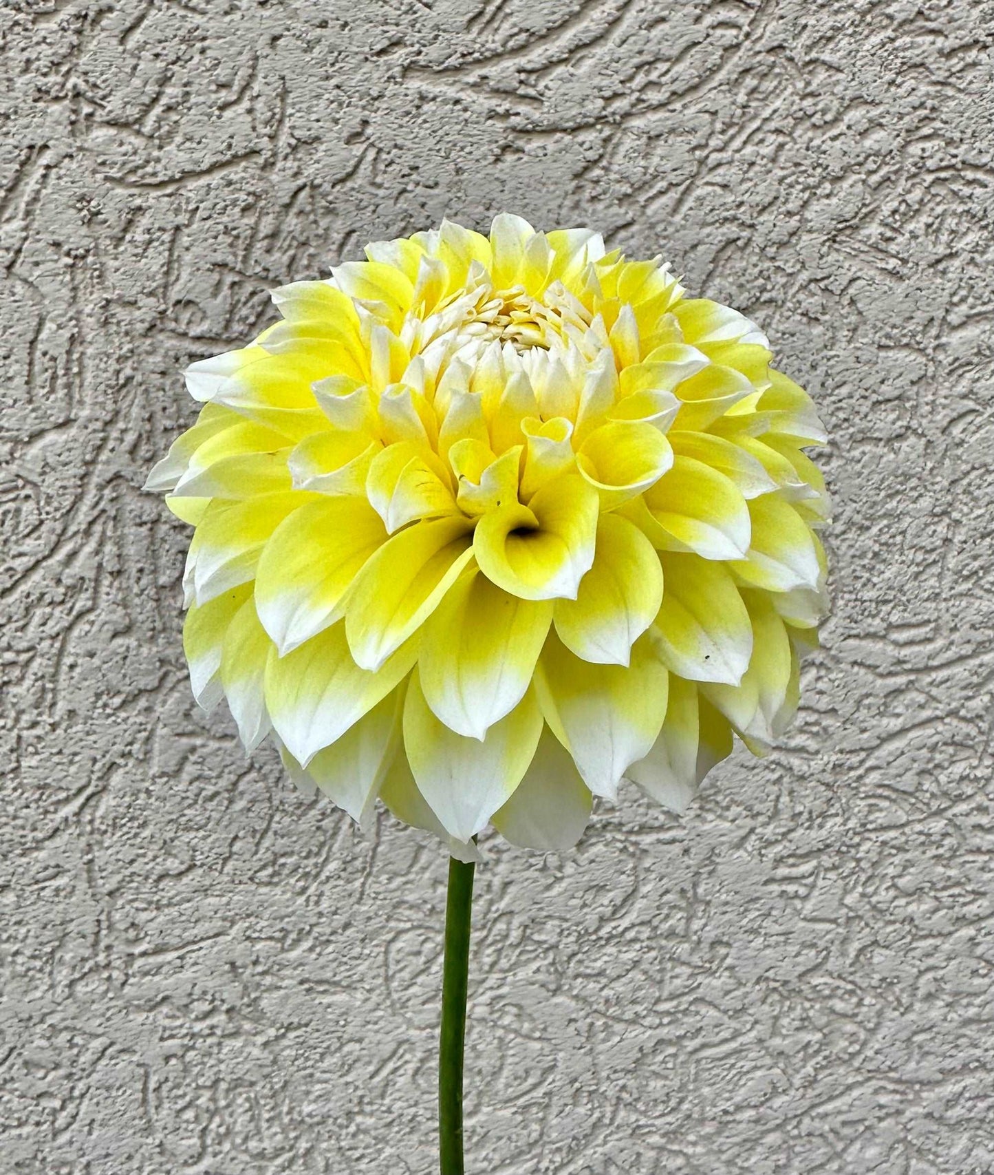 Korb Yellow Hy-Light dahlia