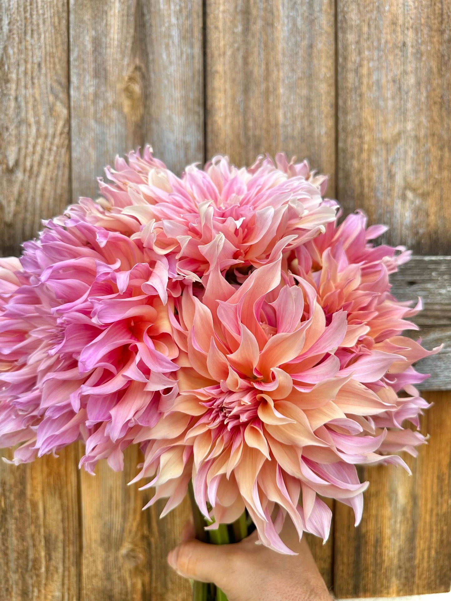 Labyrinth dahlia