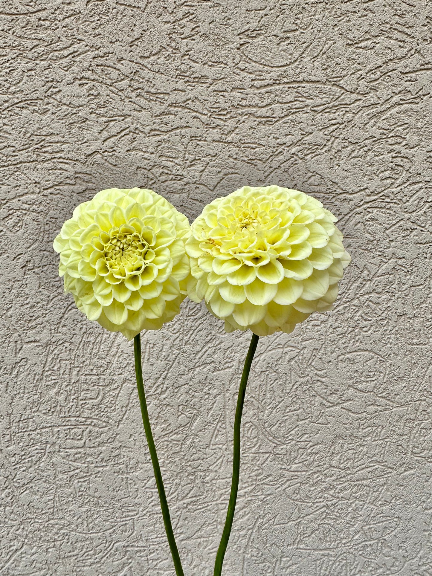 Lee’s Butterpat dahlia