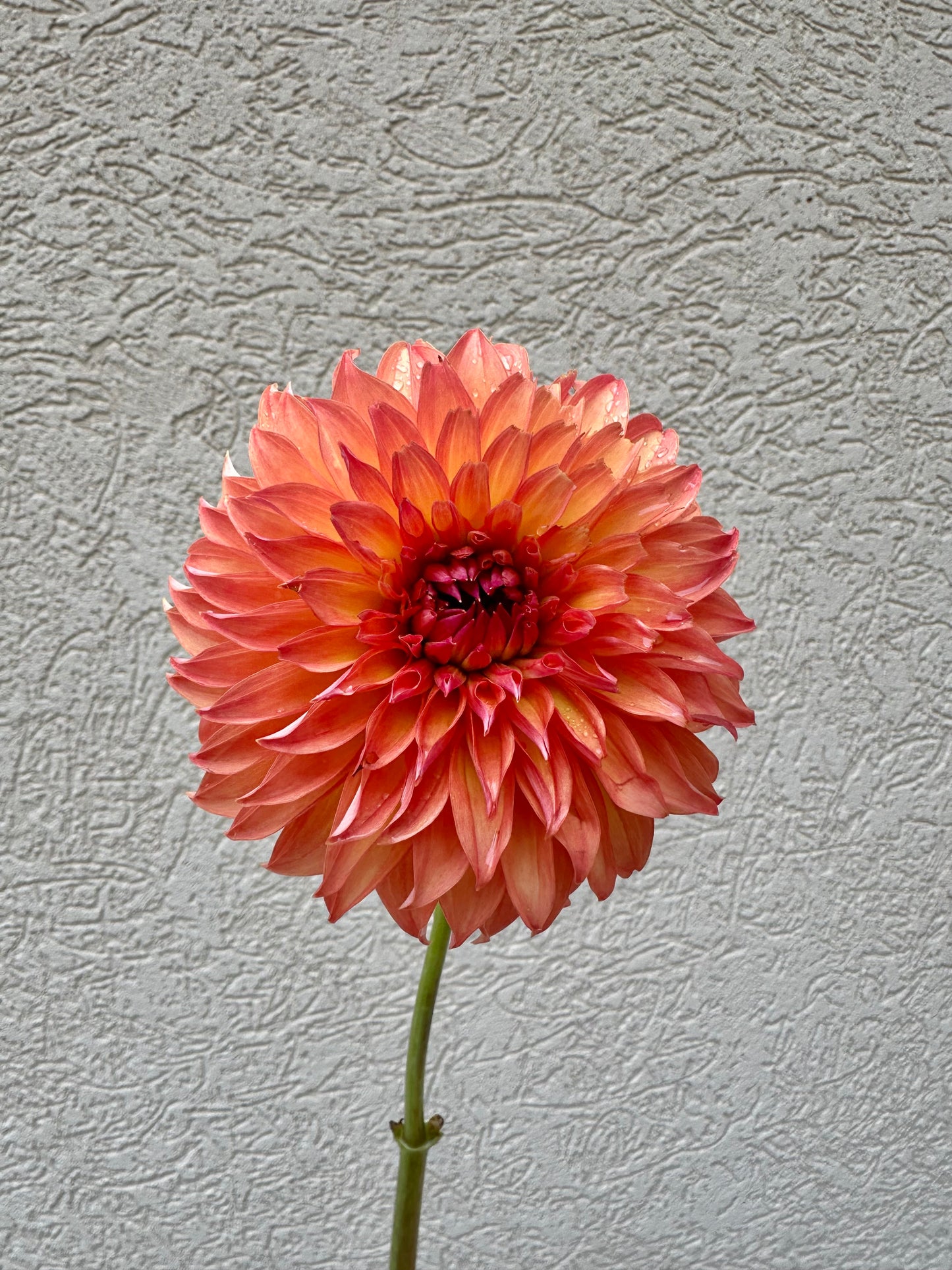 Lee’s Lincoln Star dahlia