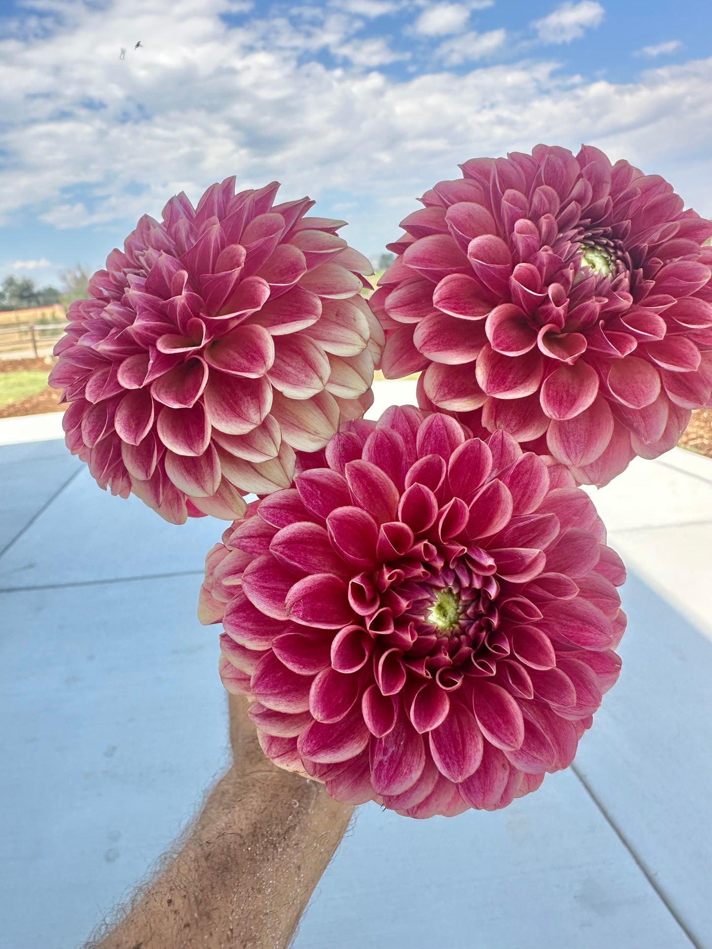 Levi’s Blood Moon dahlia tuber