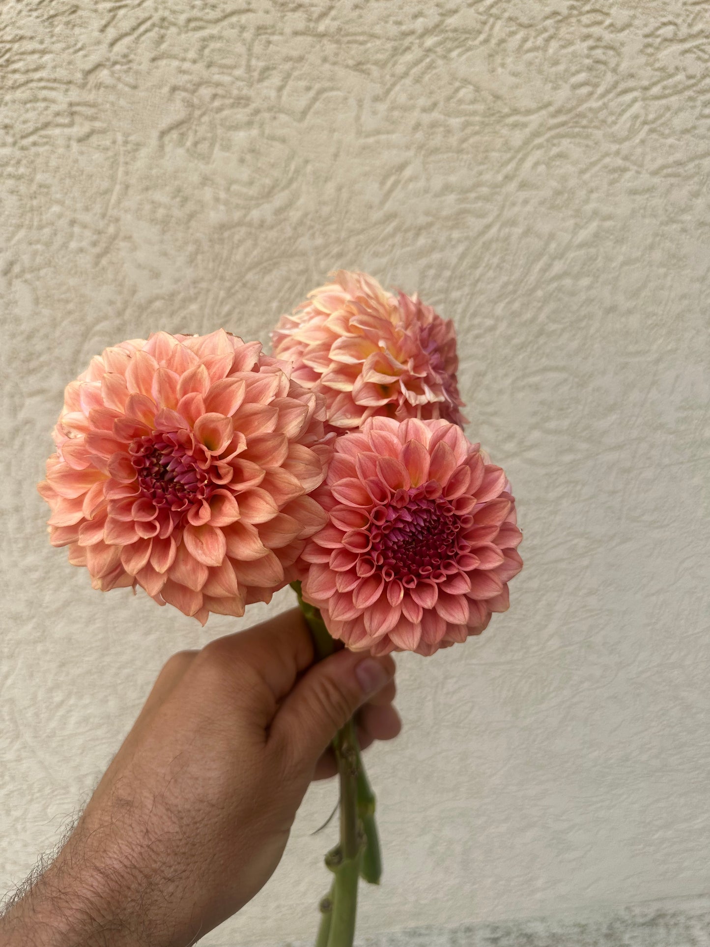 Levi’s Blue Smoke dahlia