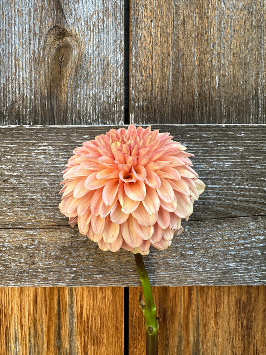 Levi’s Creamsicle dahlia