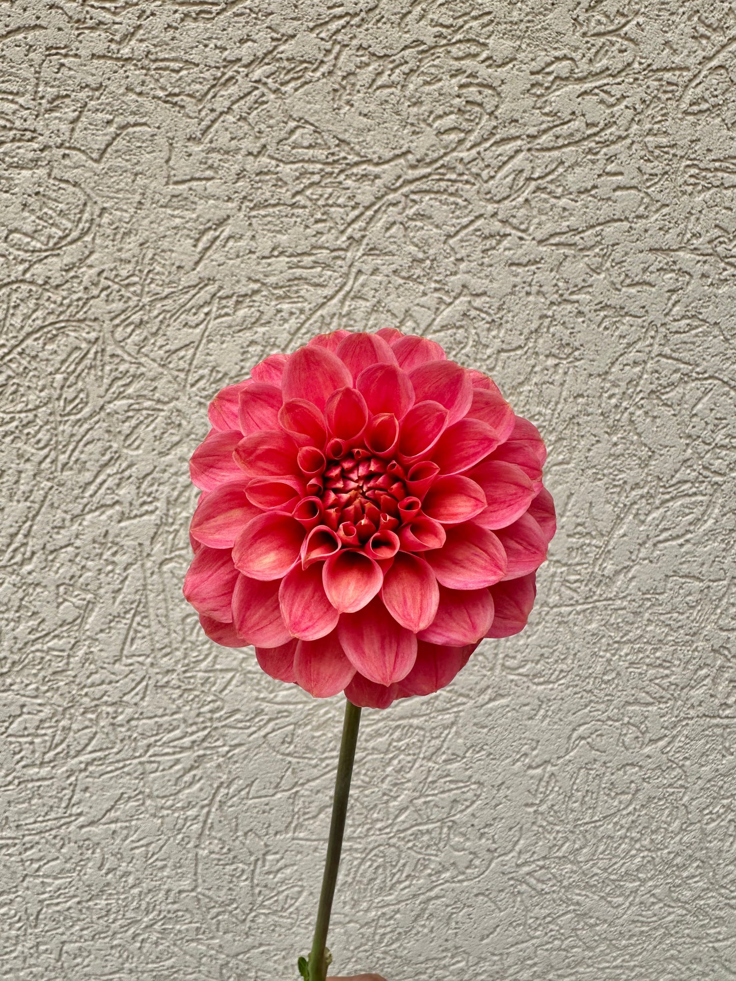 Levi’s Tomato dahlia