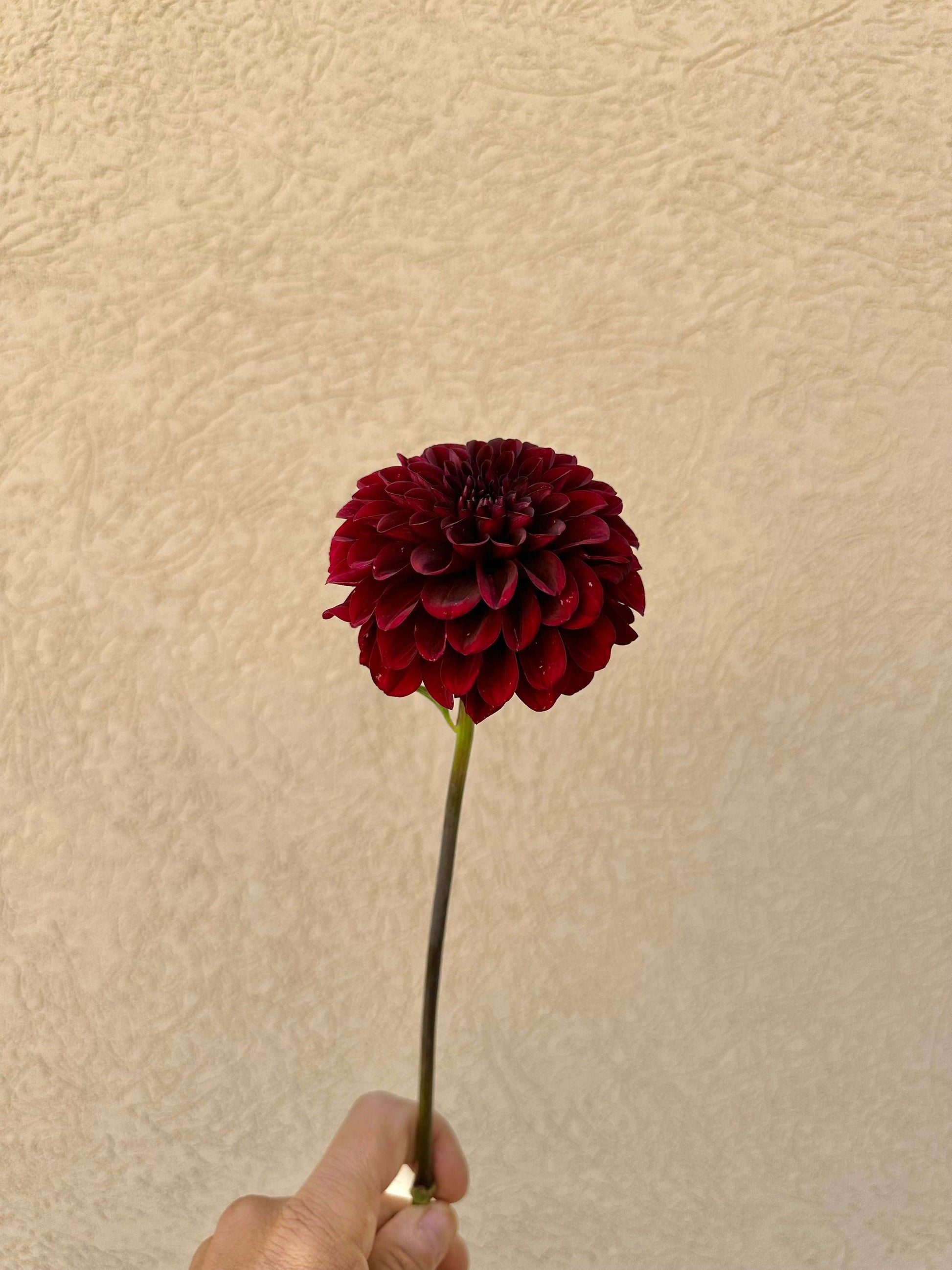 Lights Out dahlia