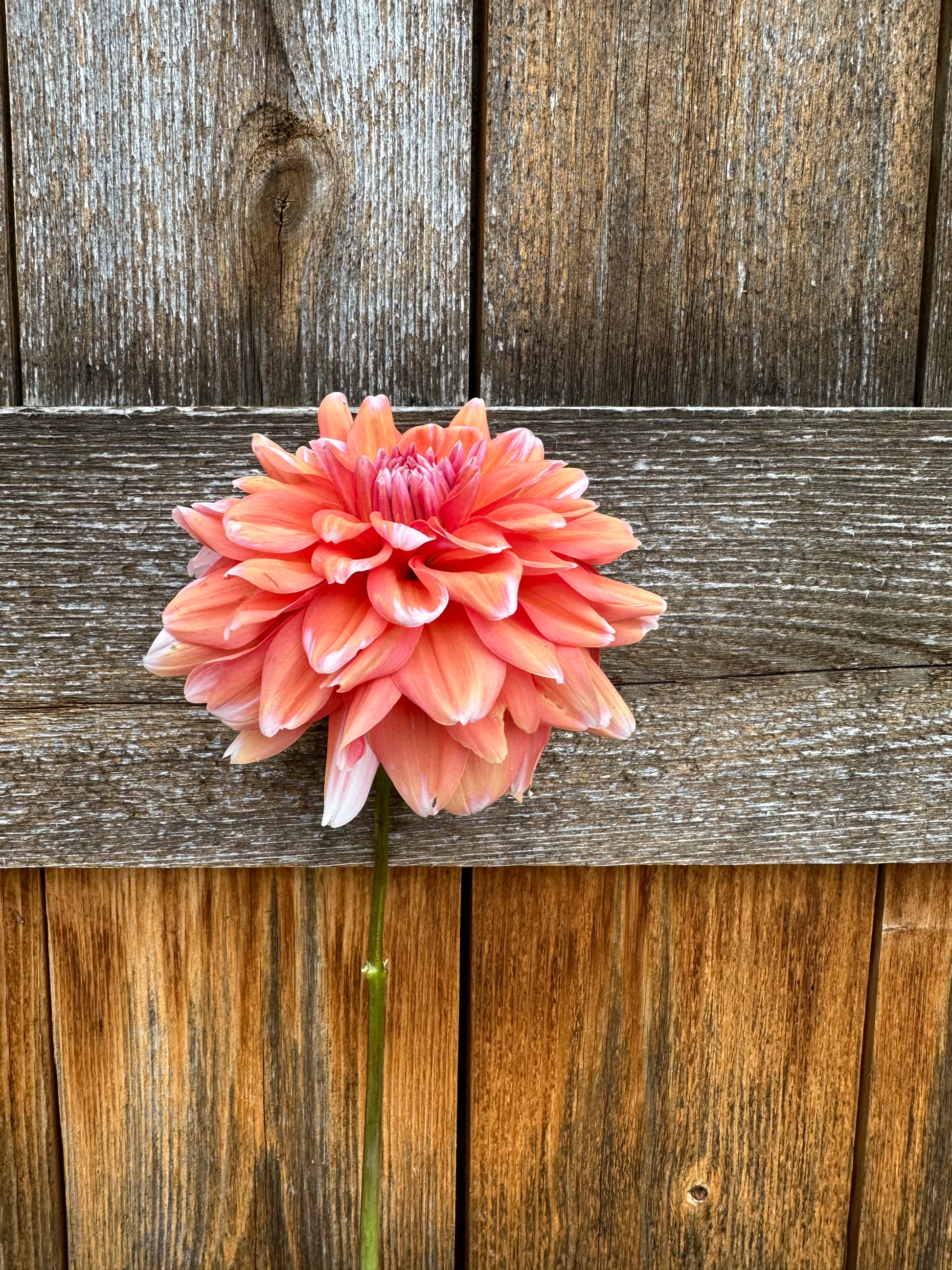 Linda’s Esther dahlia