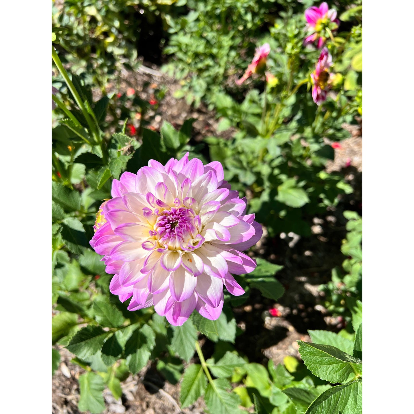 Mikayla Miranda dahlia, dahlia tuber