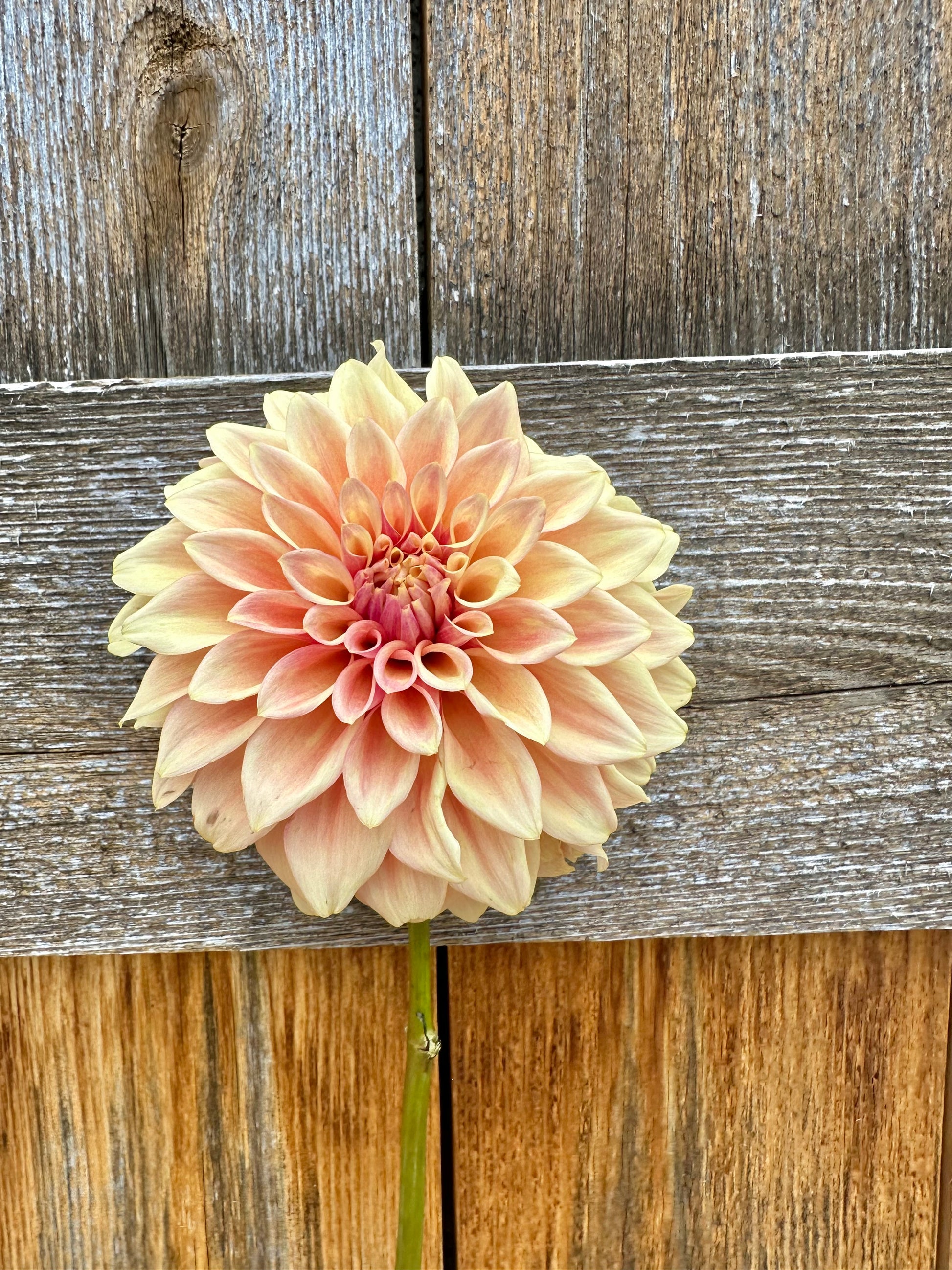 Miss Amara dahlia