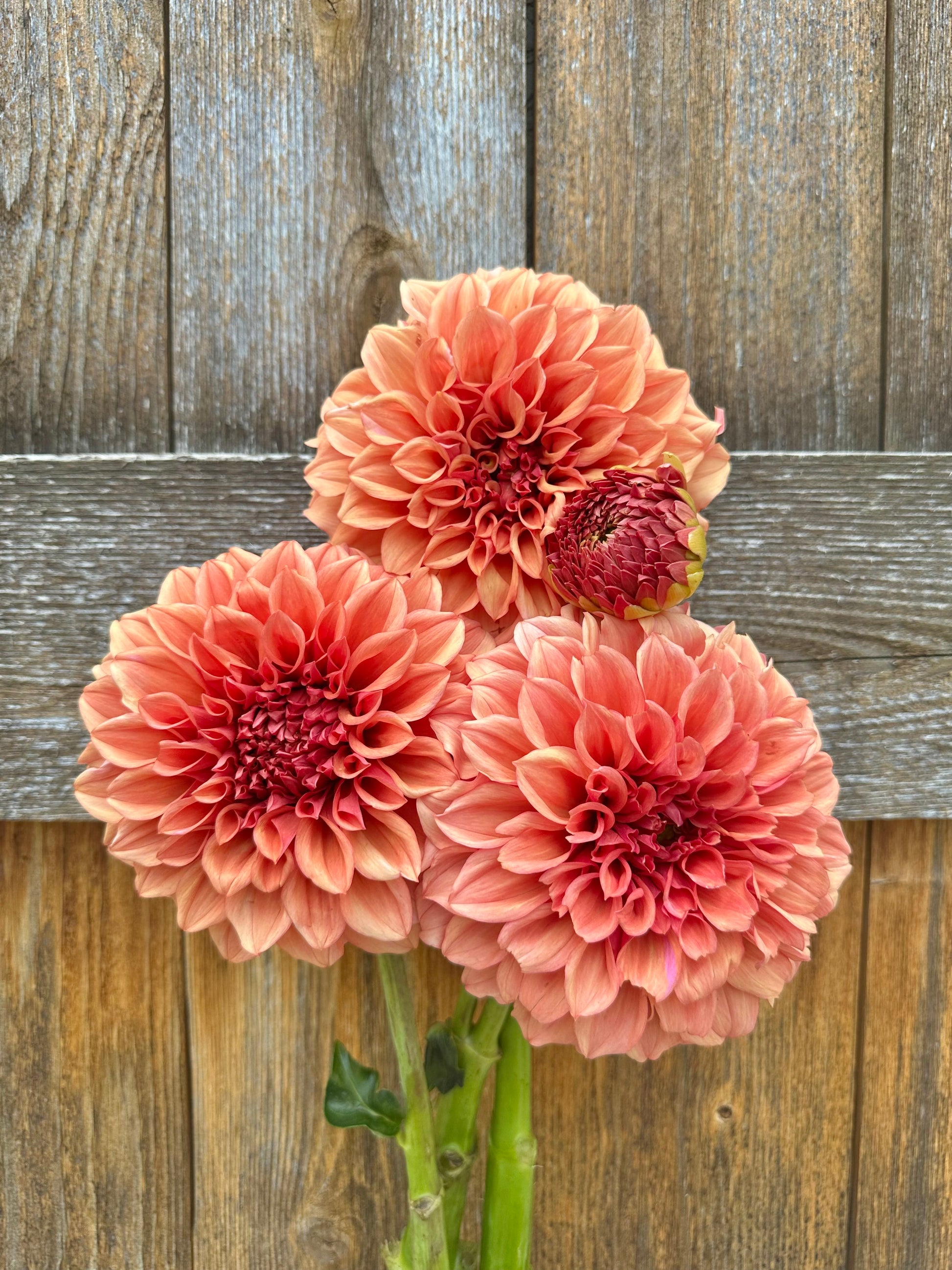 Orange Globe dahlia