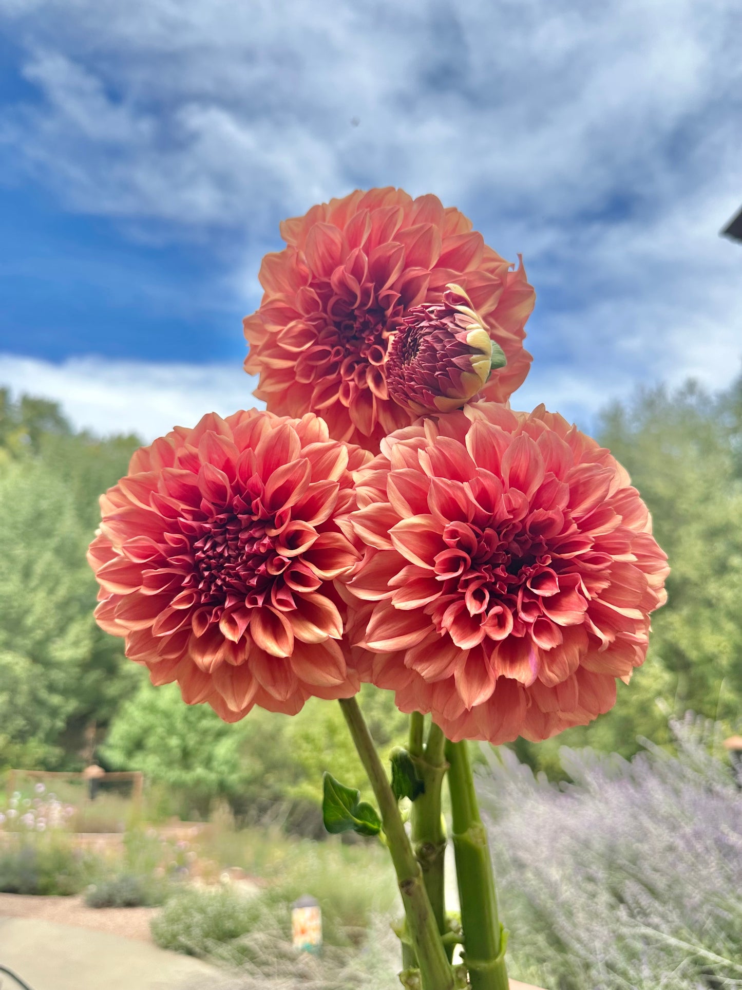 Orange Globe dahlia