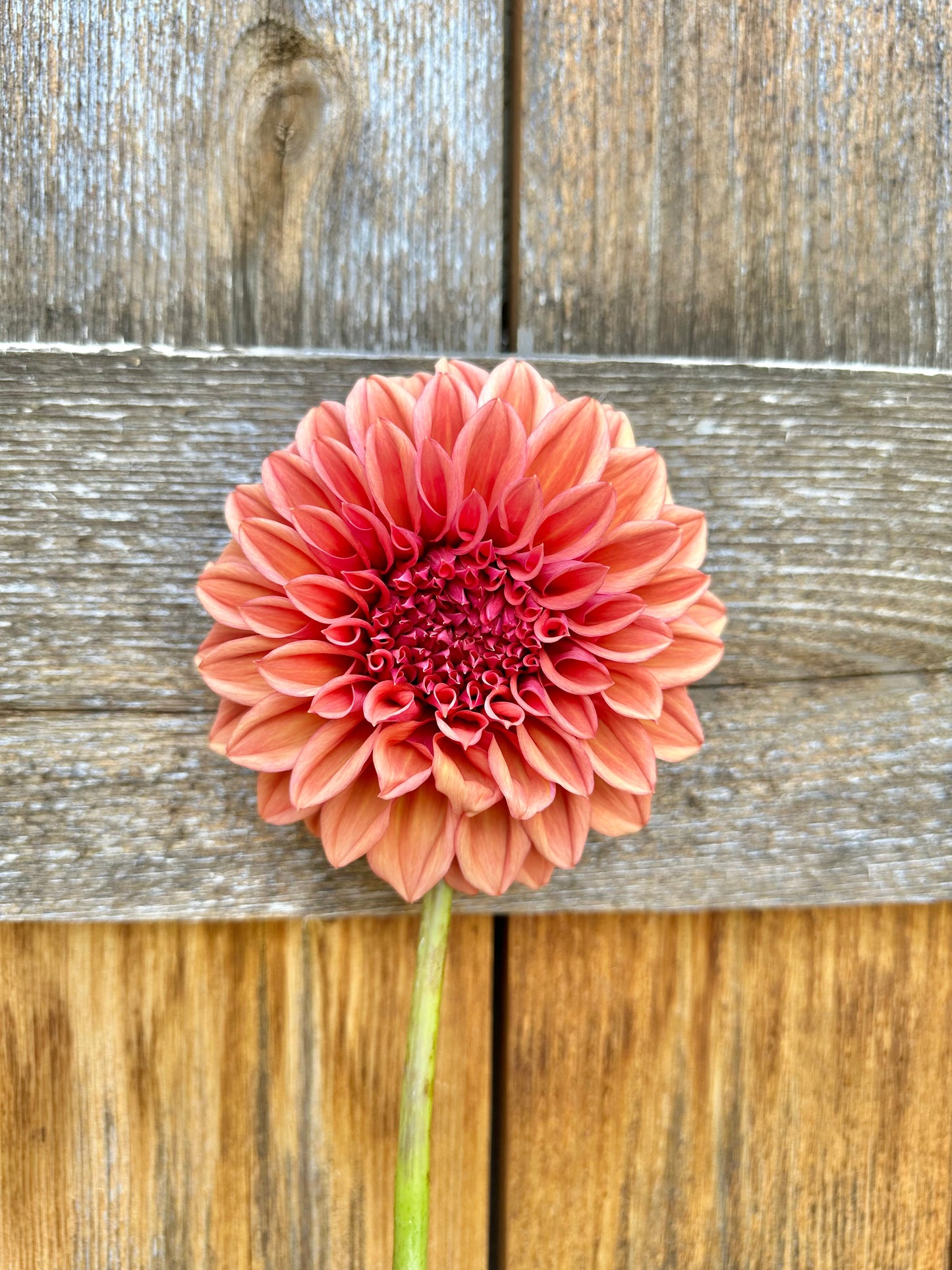Orange globe dahlia
