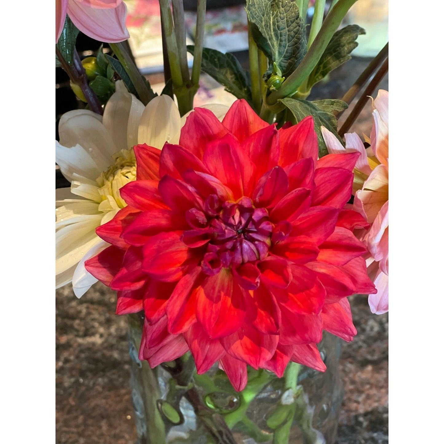 Patricia’s ann sunset dahlia, dahlia tuber