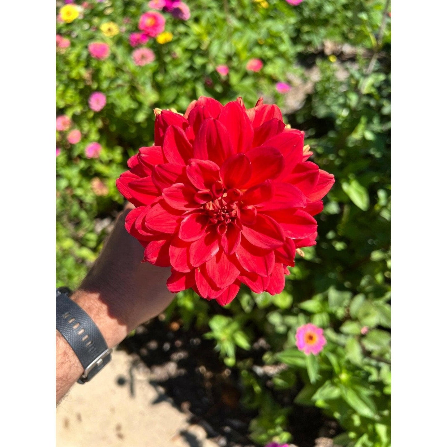 Patricia’s Ann sunset dahlia, dahlia tuber