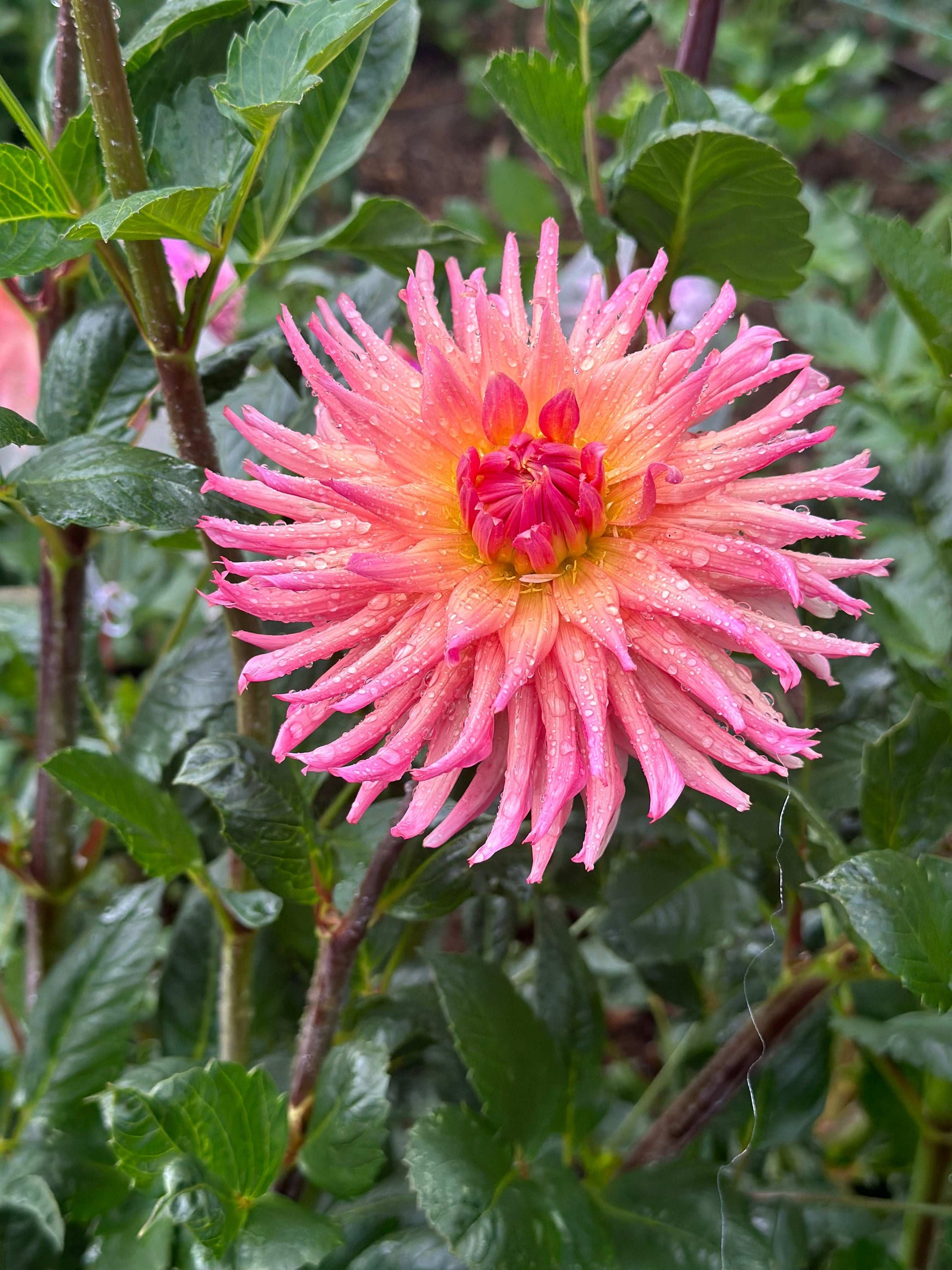 Preference dahlia