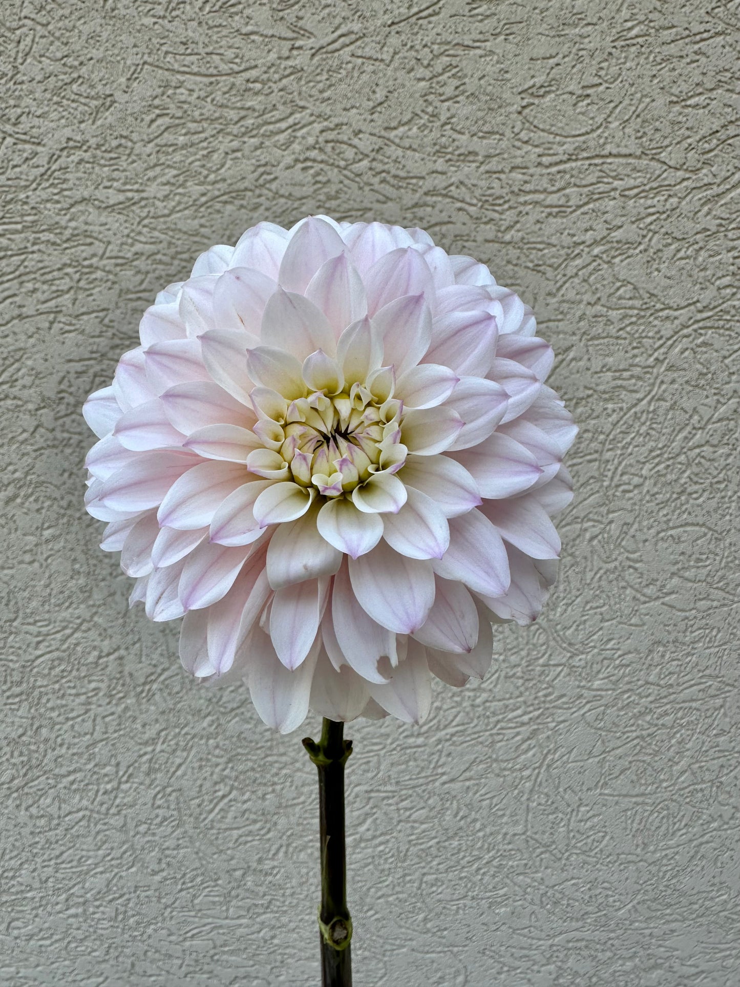 RM Aurora dahlia