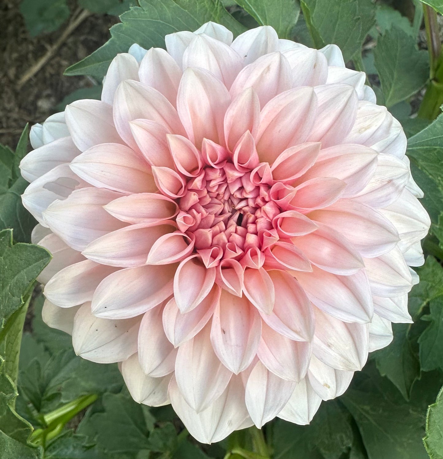 RM Baby Girl dahlia
