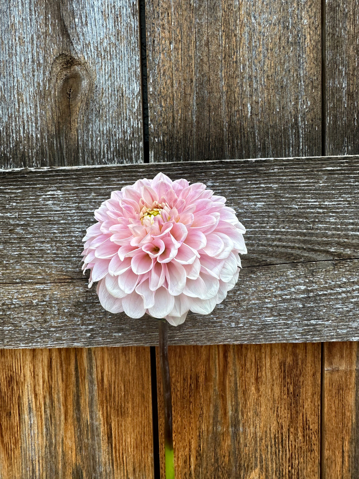 RM Ballet Blush dahlia