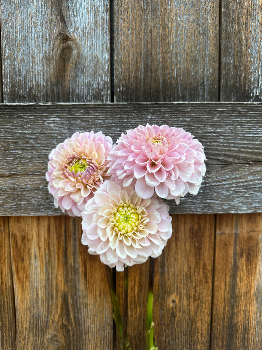 RM Ballet Blush dahlia