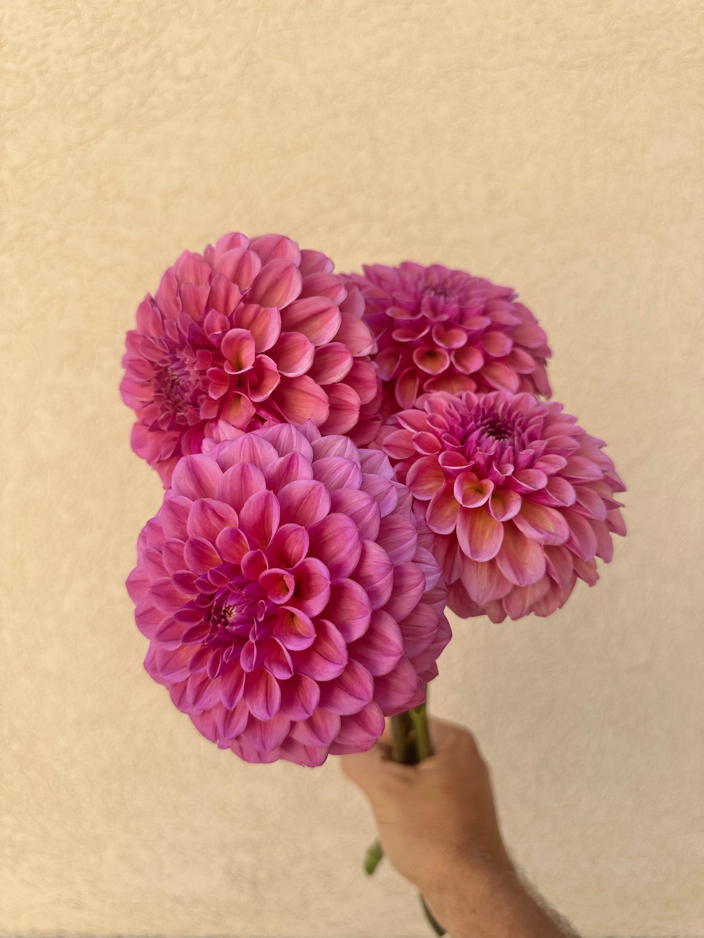 RM Berry Kiss dahlia