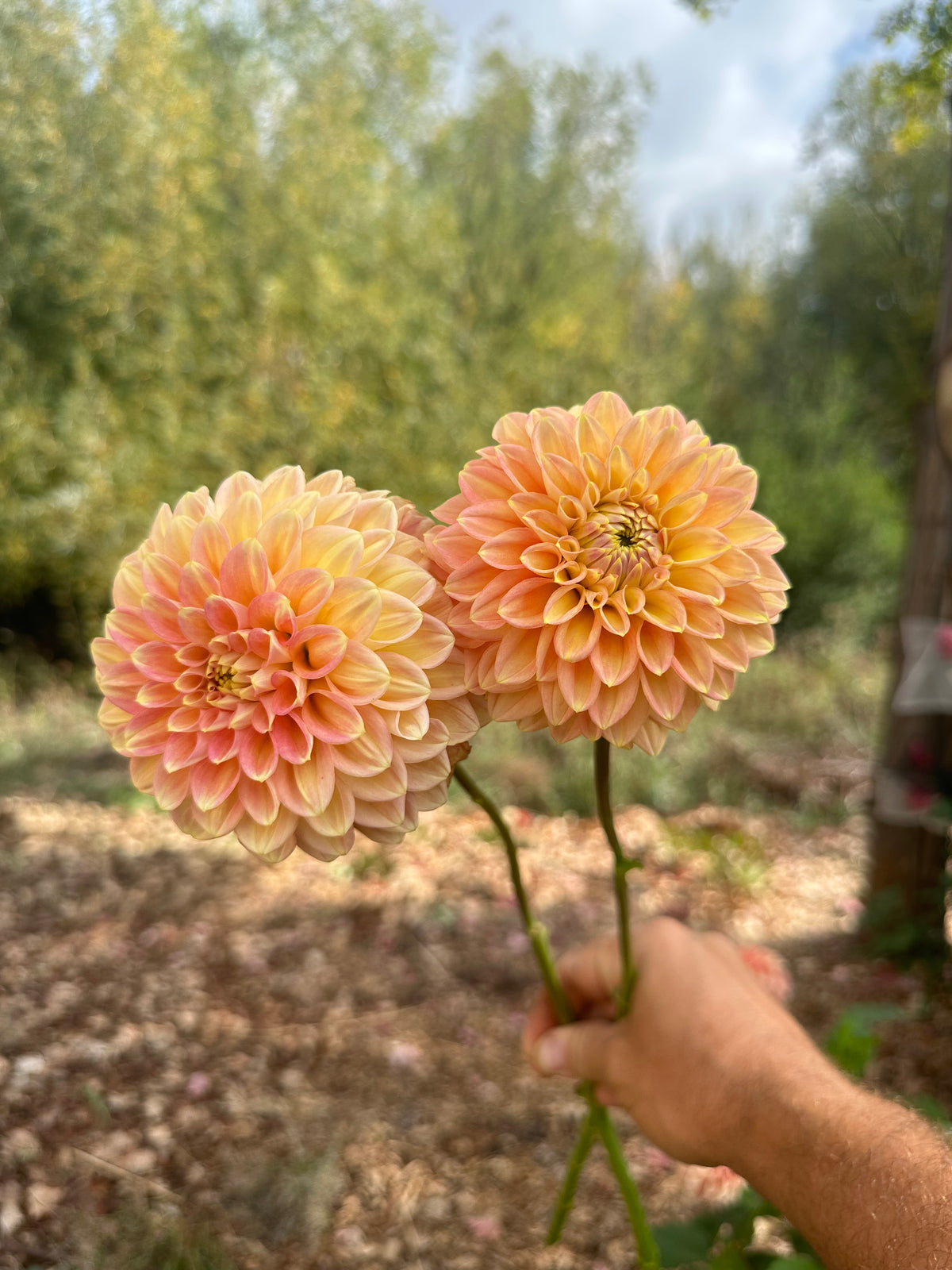RM Candy Mountain dahlia