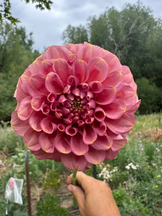 RM Copper Shimmer dahlia