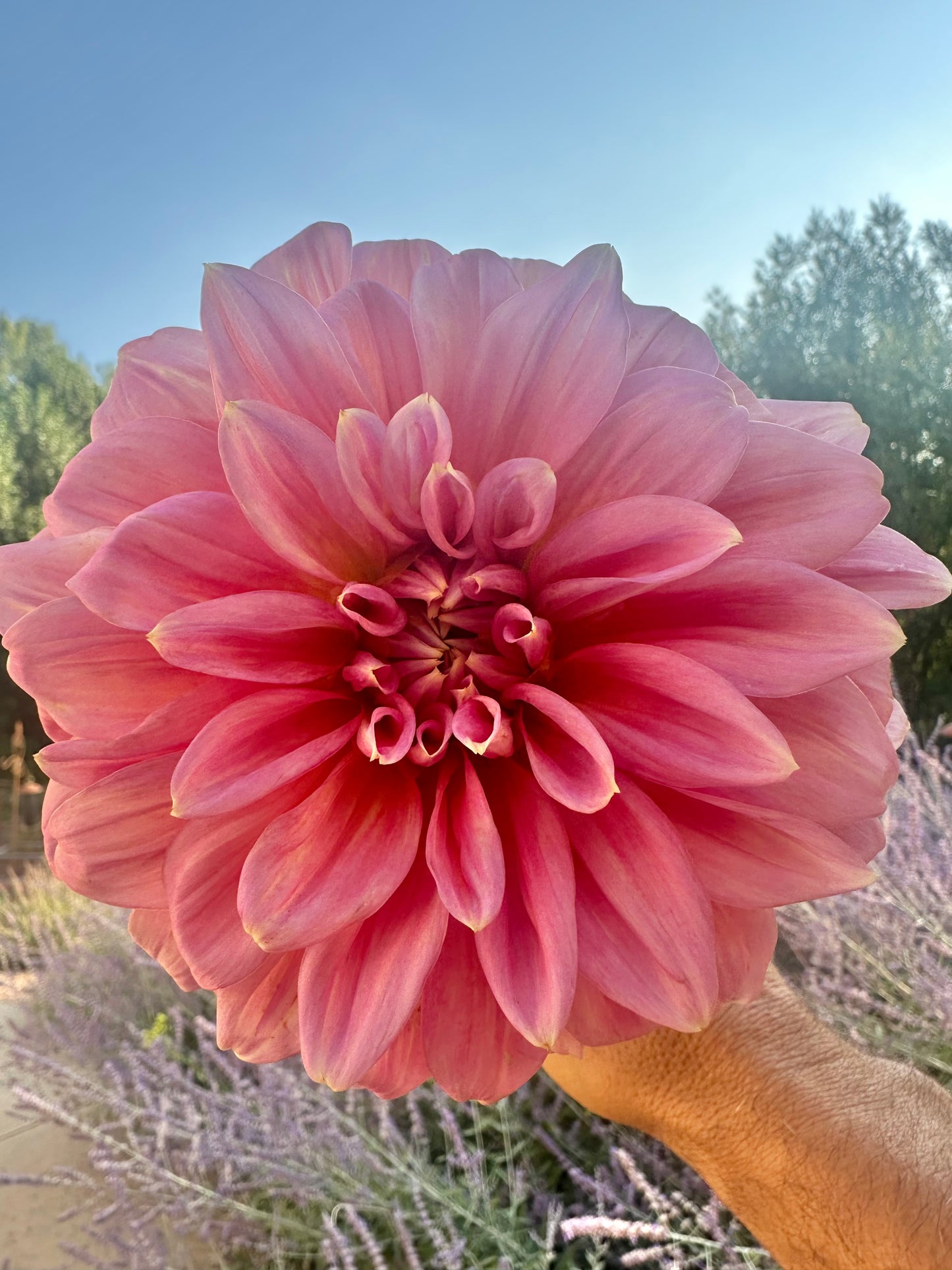 RM Coral Treasure dahlia