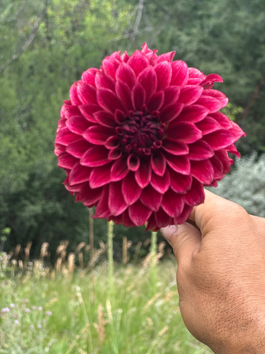 RM Dragon’s Blood dahlia