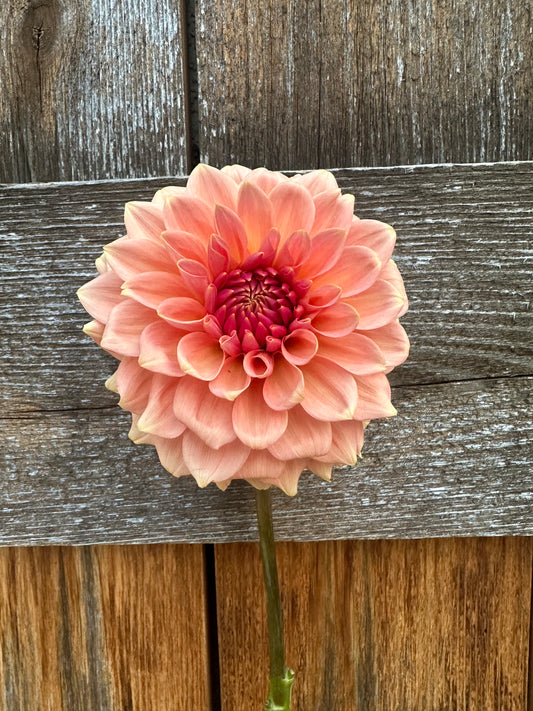 RM Dreamy dahlia