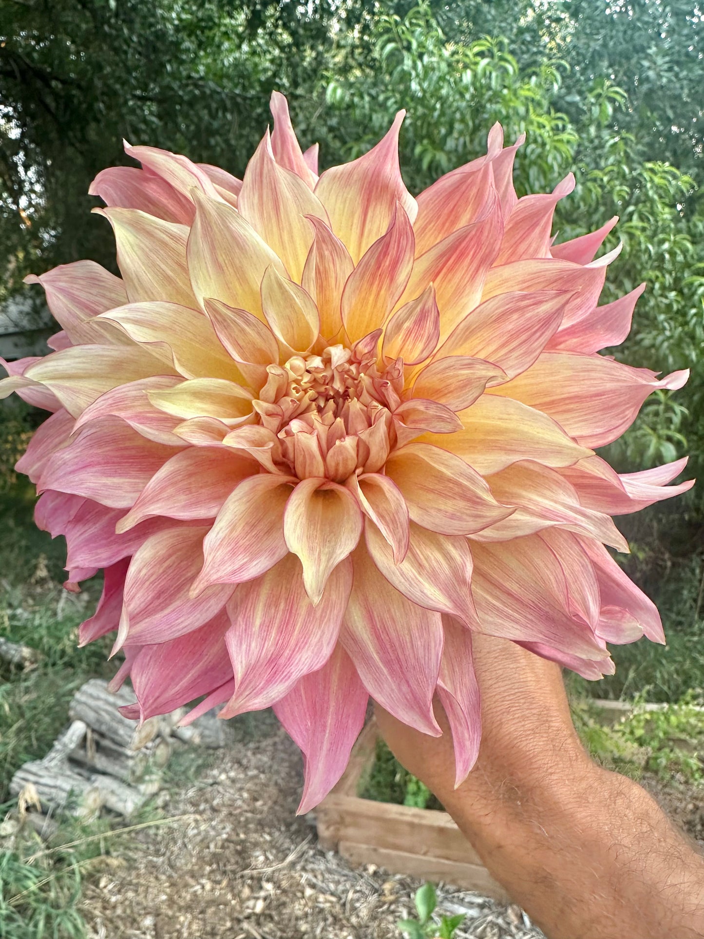 RM Gigi dahlia
