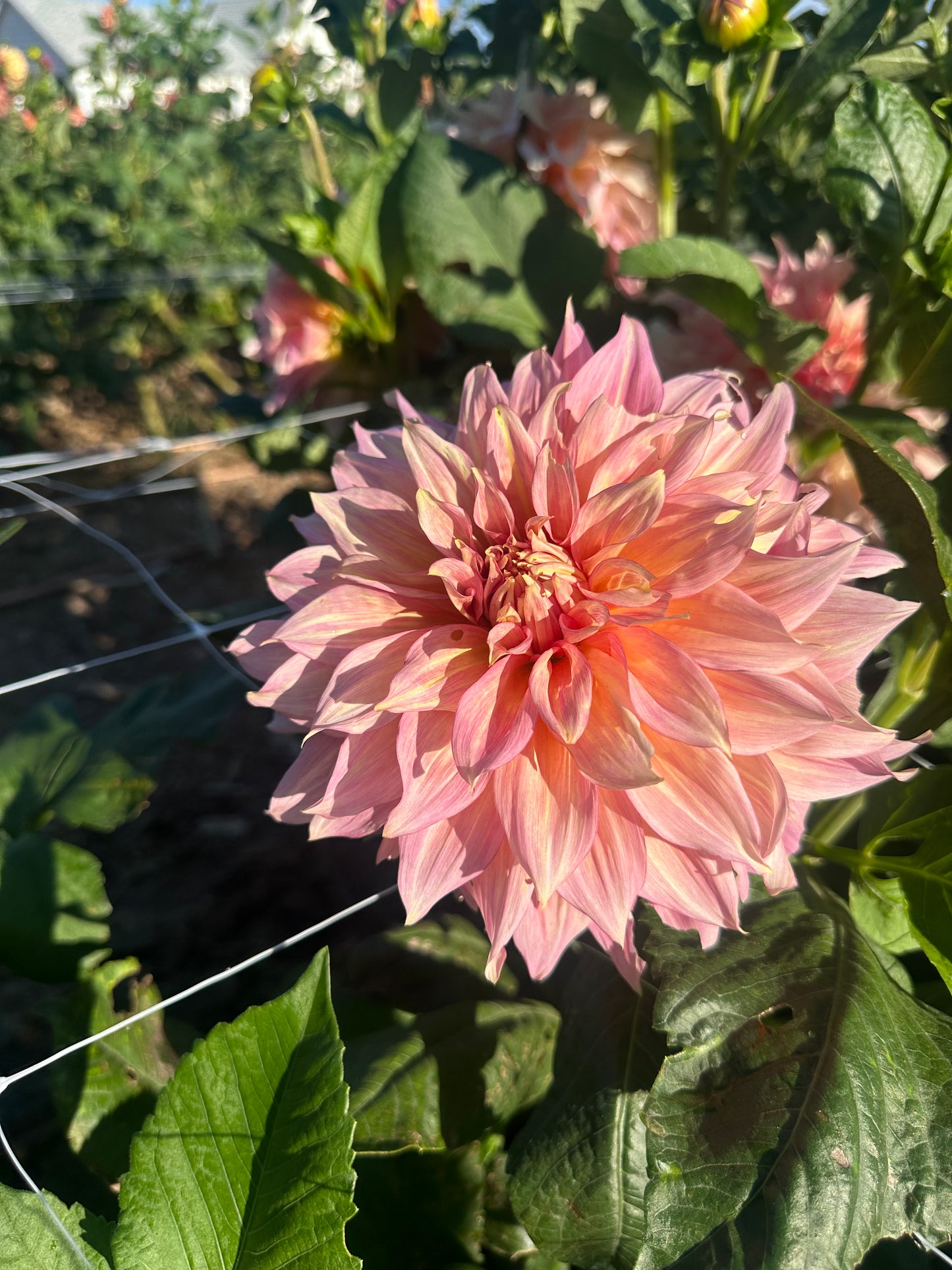 RM Gigi dahlia