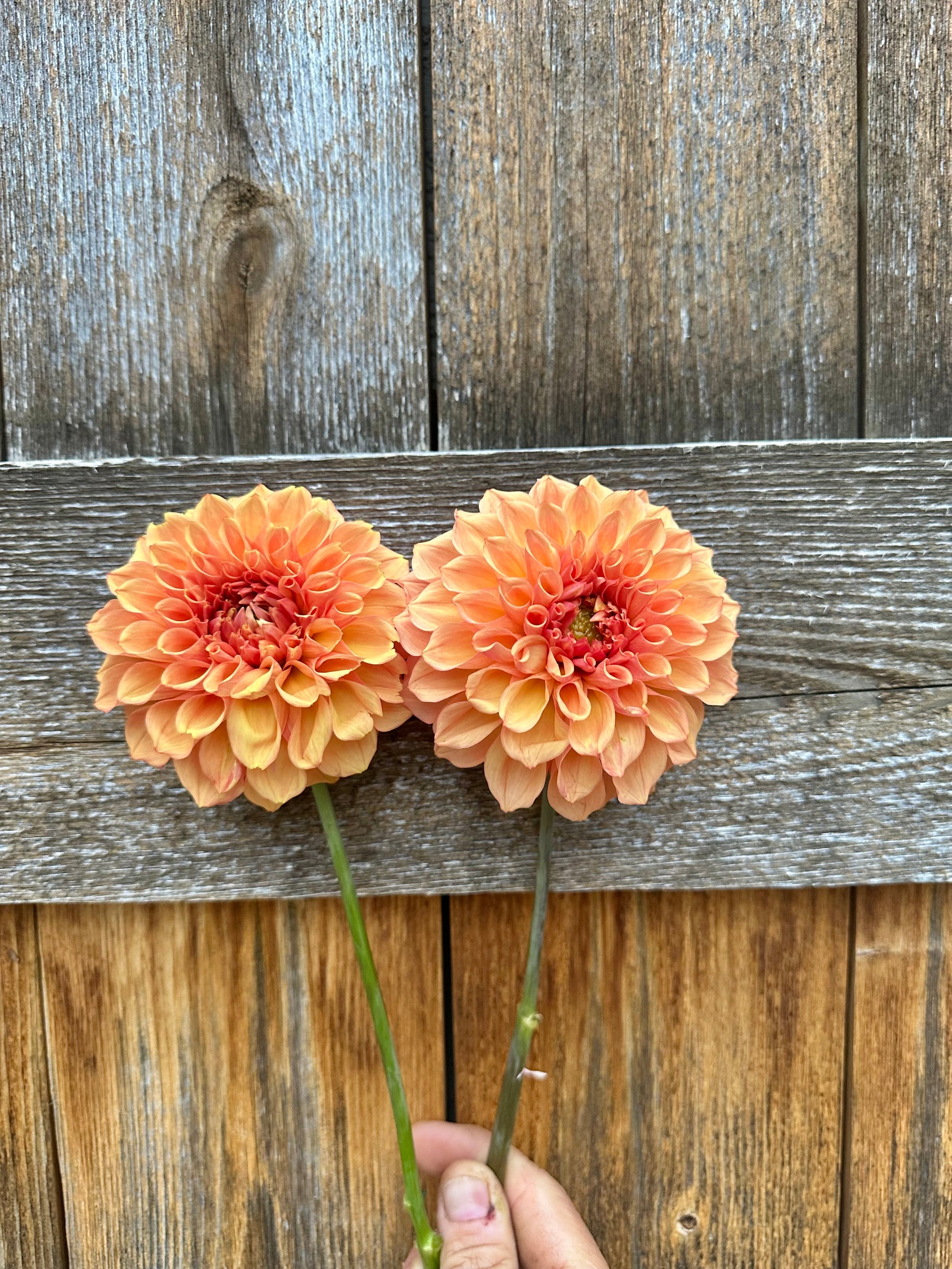 RM Glenny Penny dahlia