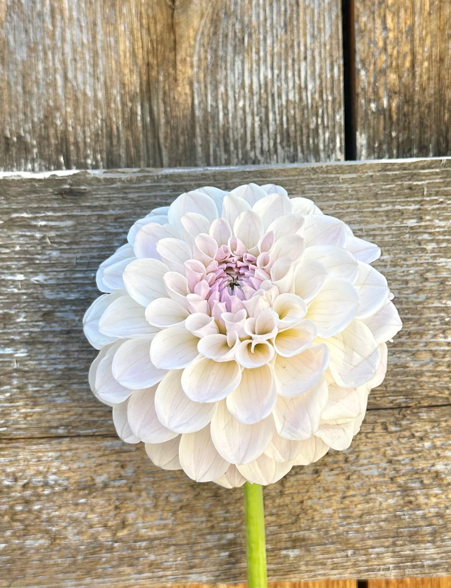 RM Hannah Joe dahlia