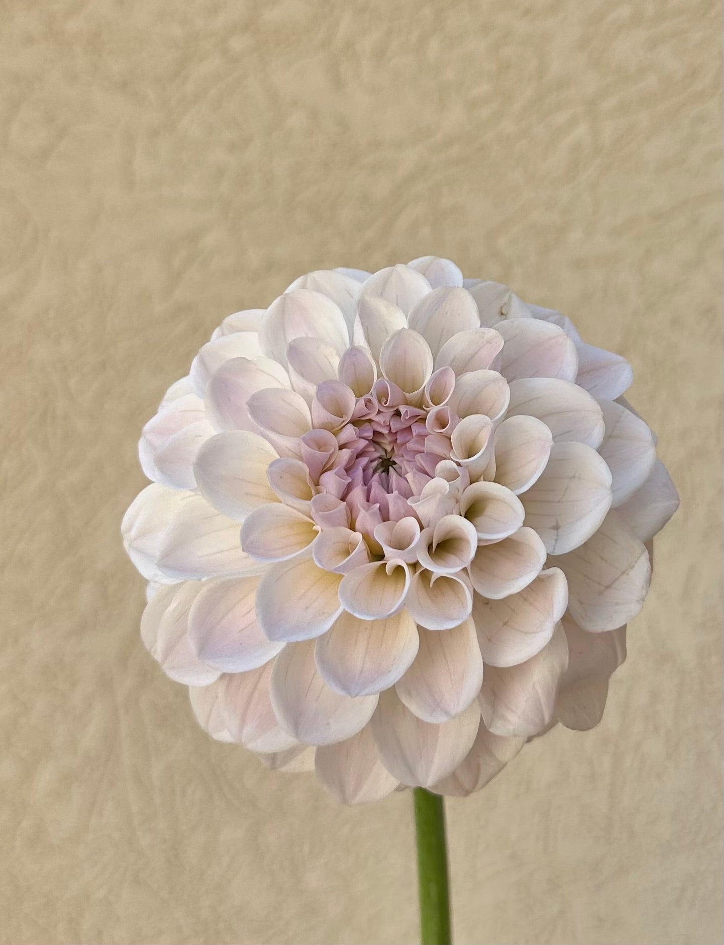 RM Hannah Joe dahlia